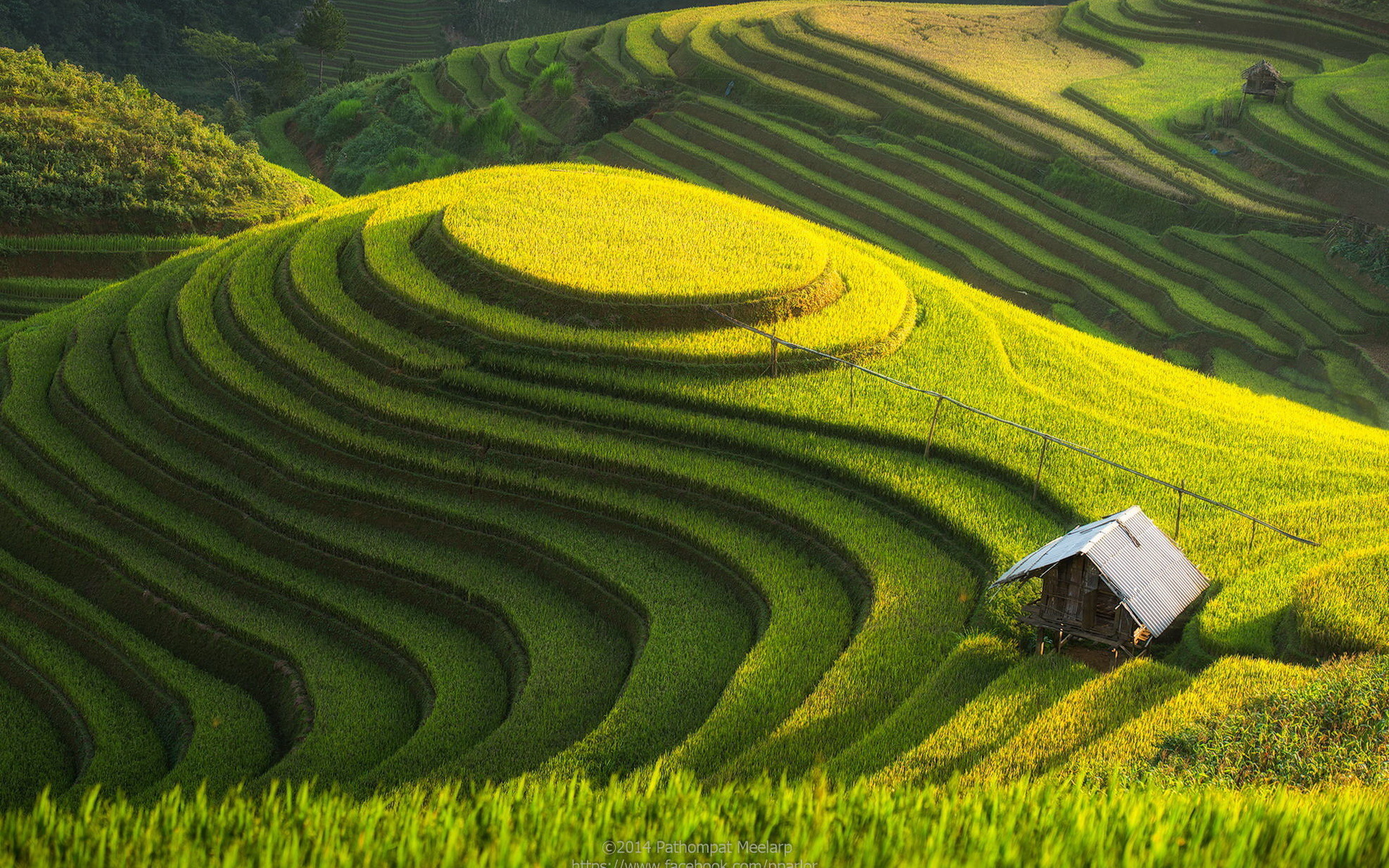 Rice Terrace Wallpapers