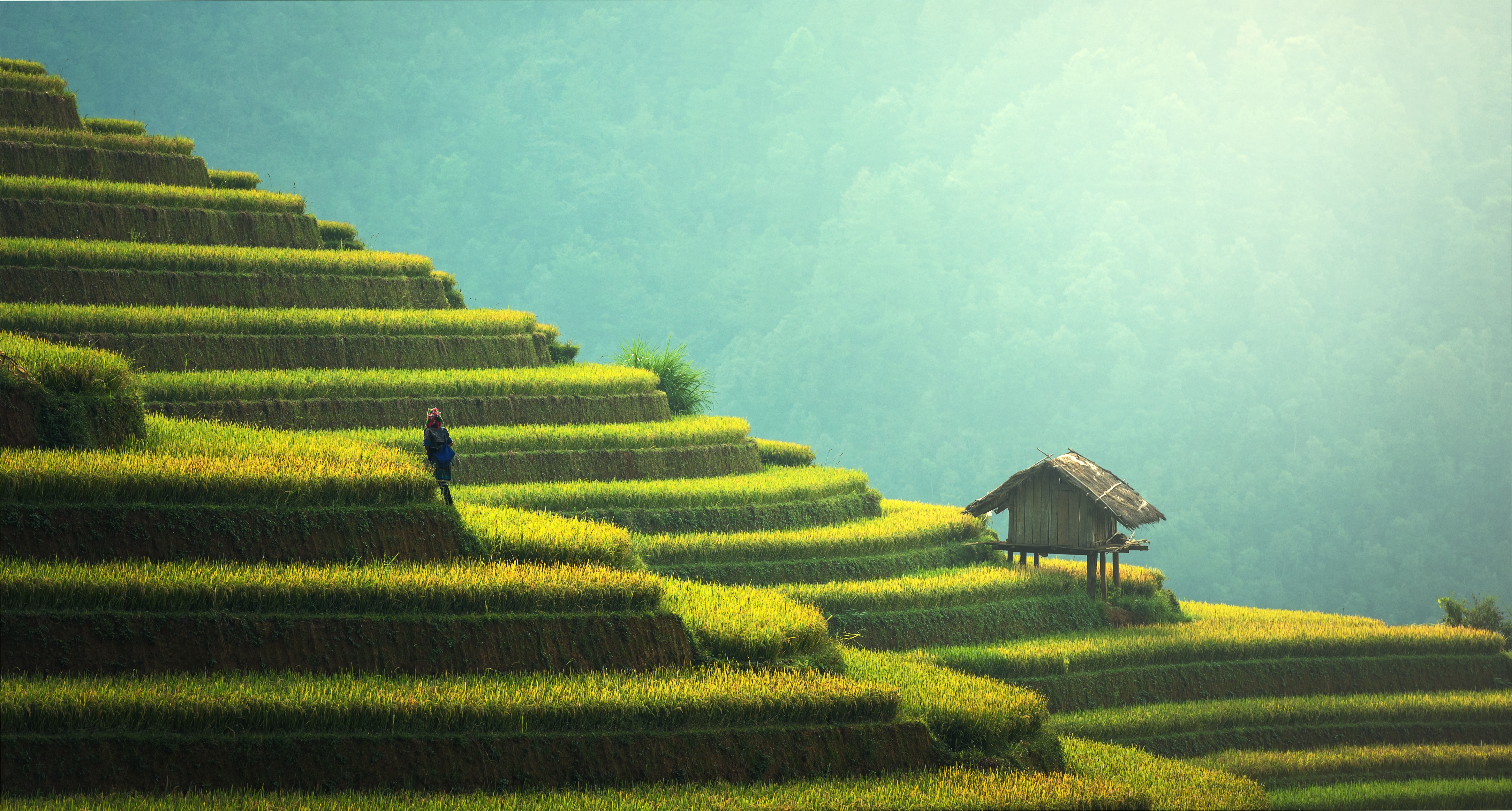 Rice Terrace Wallpapers