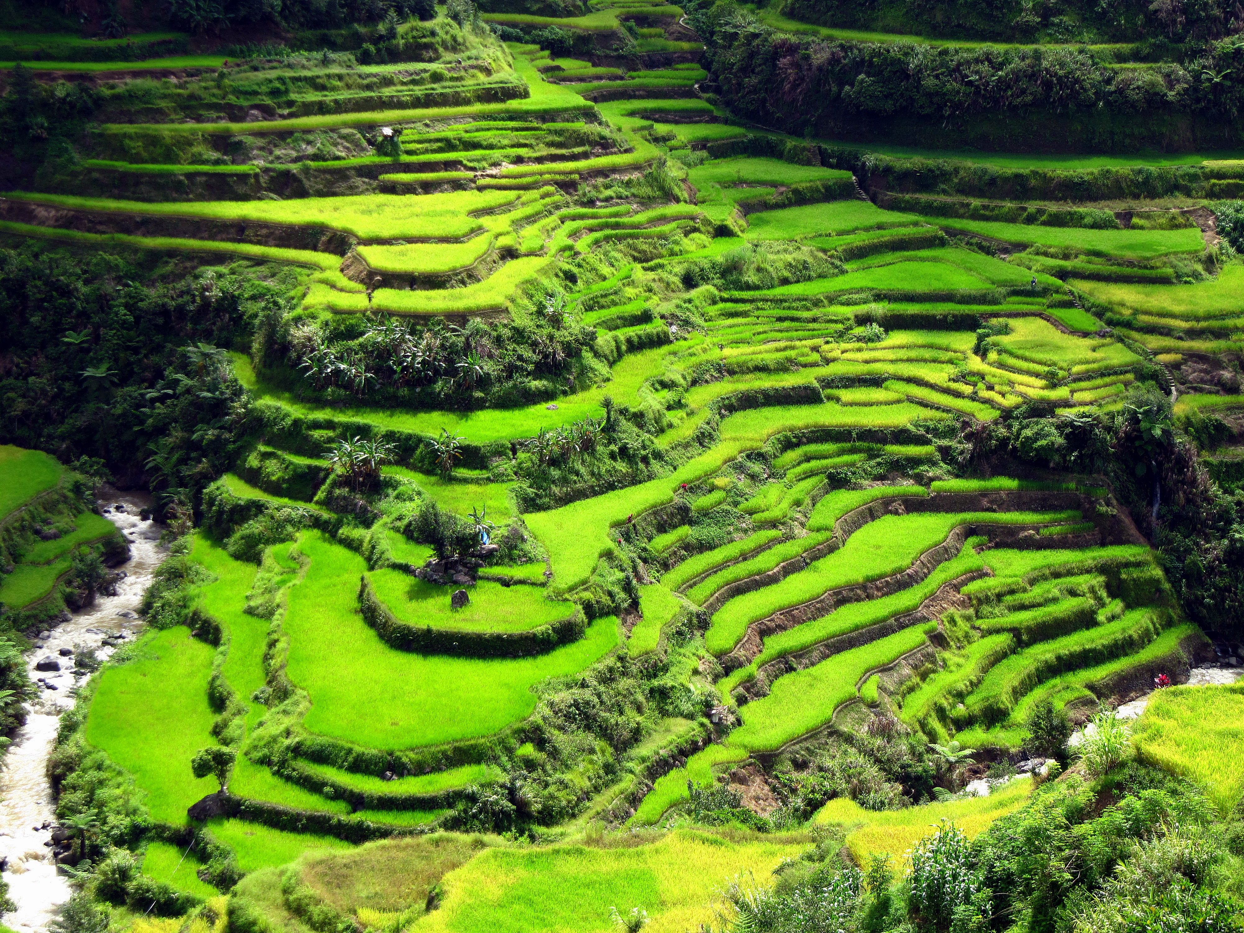 Rice Terrace Wallpapers