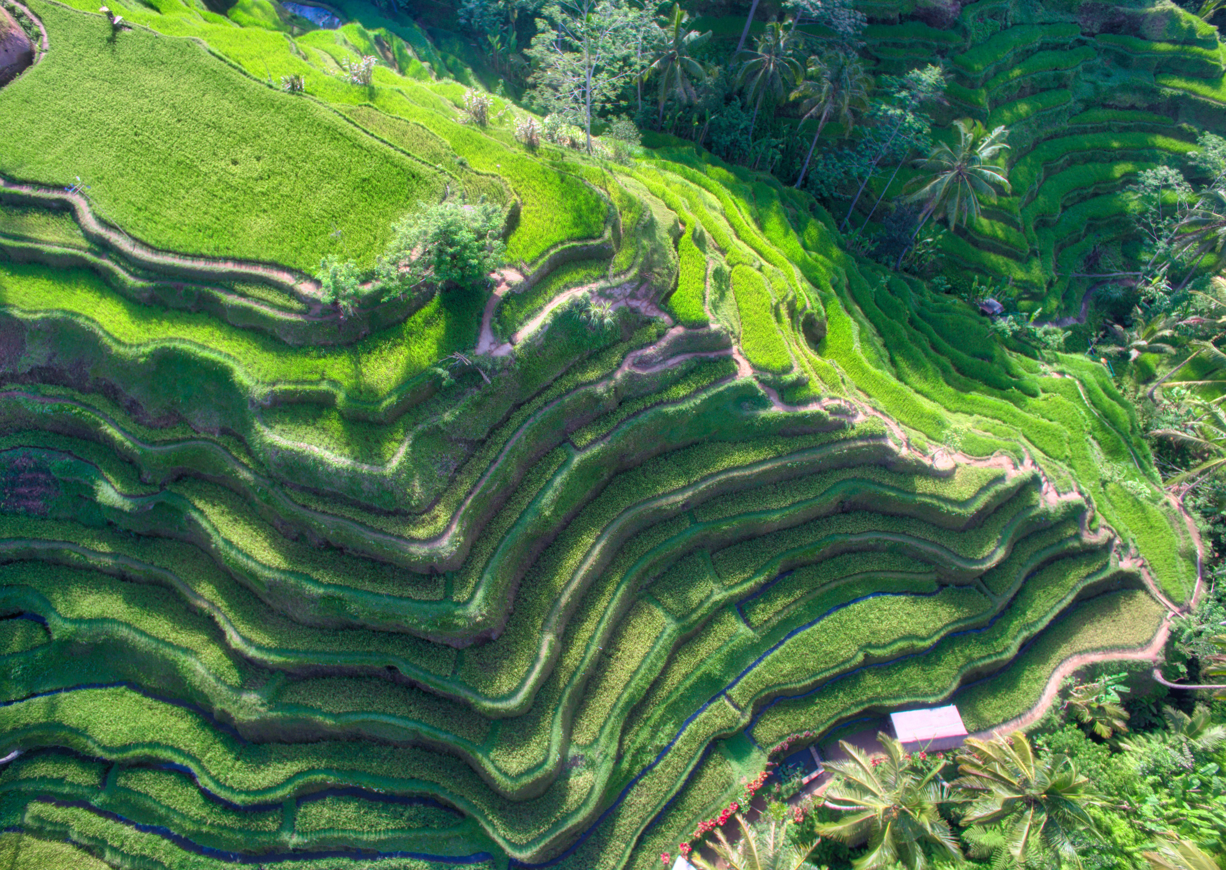 Rice Terrace Wallpapers