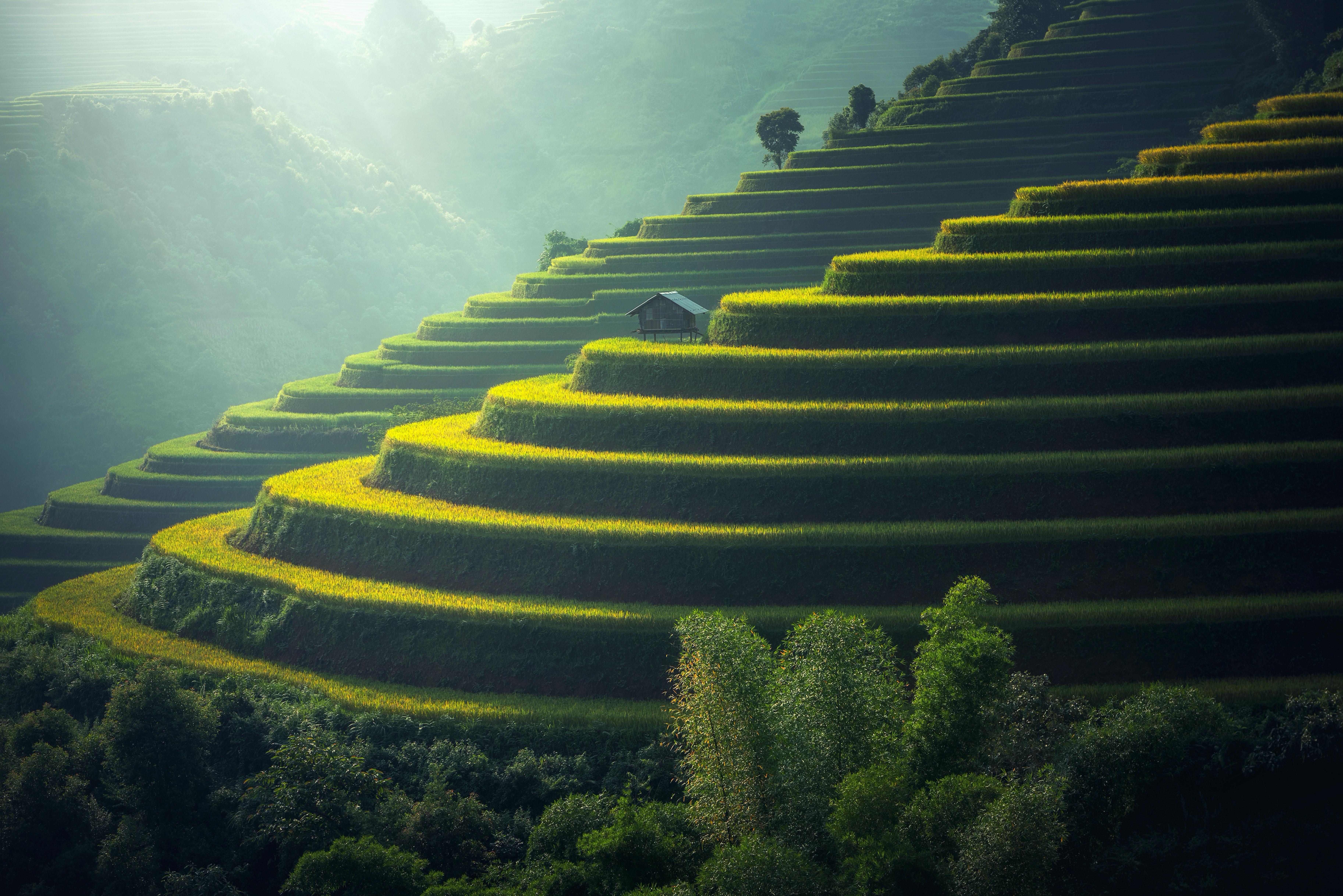 Rice Terrace Wallpapers