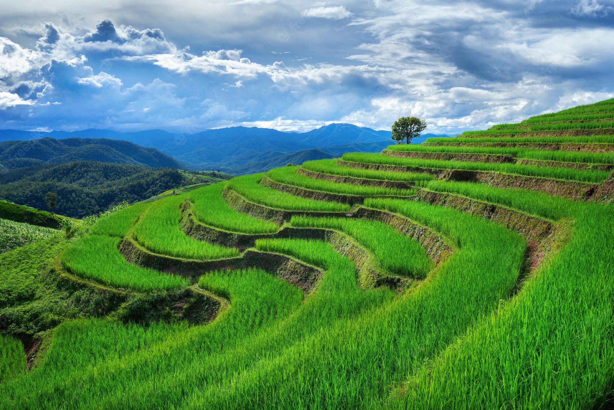 Rice Terrace Wallpapers