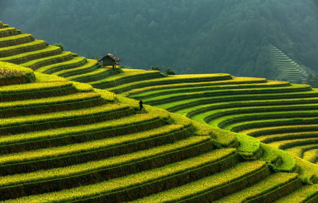 Rice Terrace Wallpapers