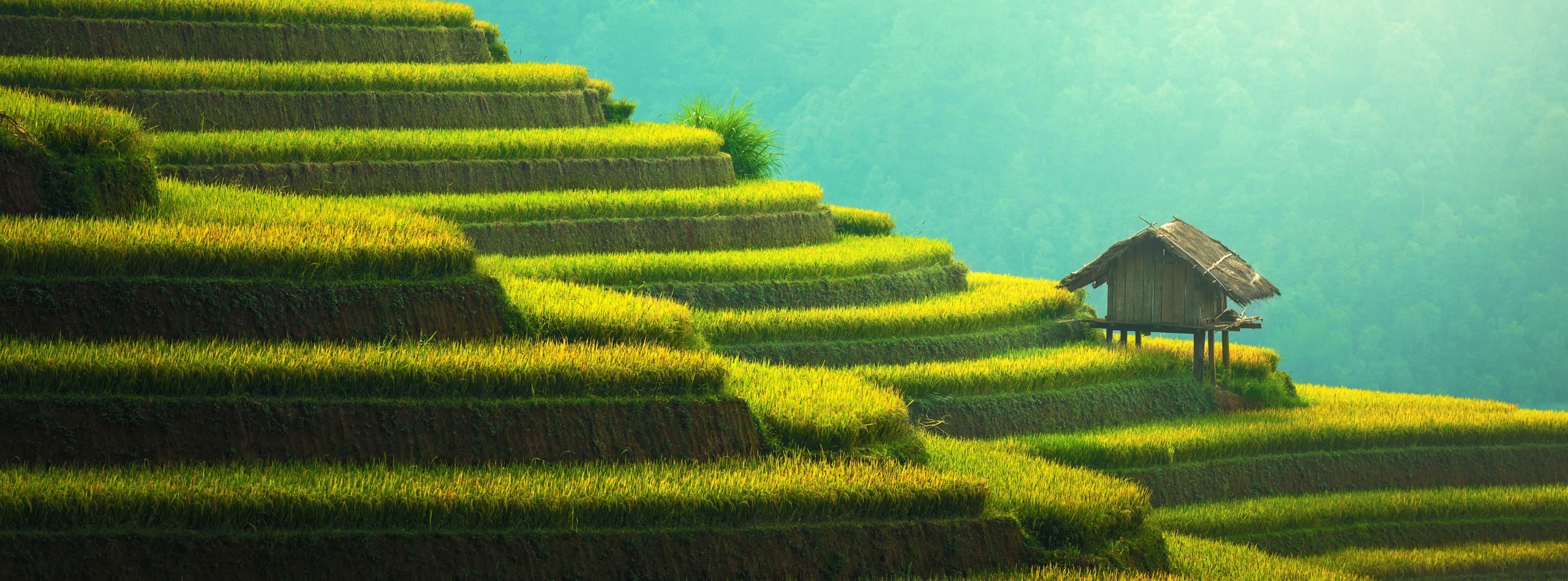 Rice Terrace Wallpapers