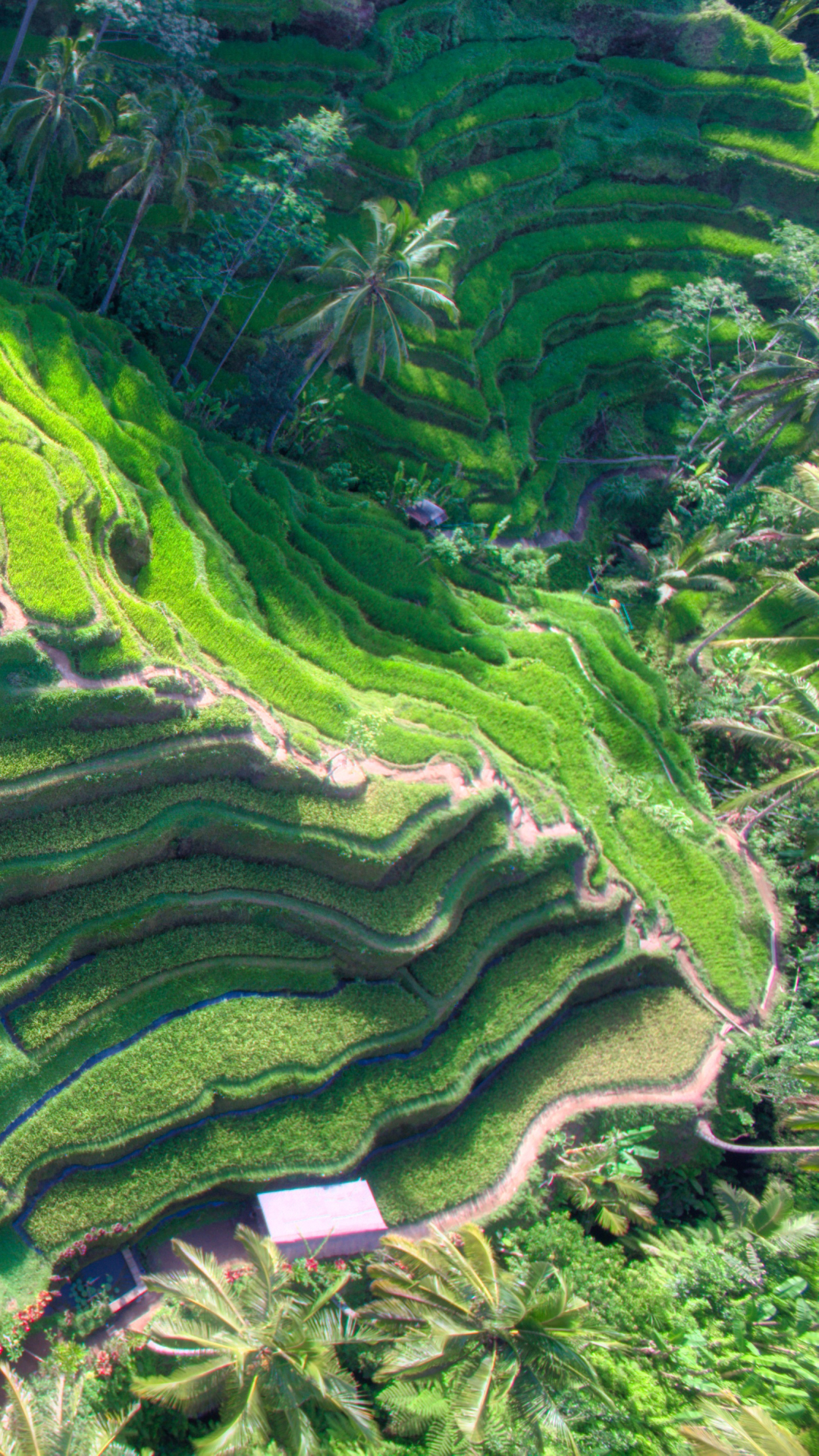 Rice Terrace Wallpapers