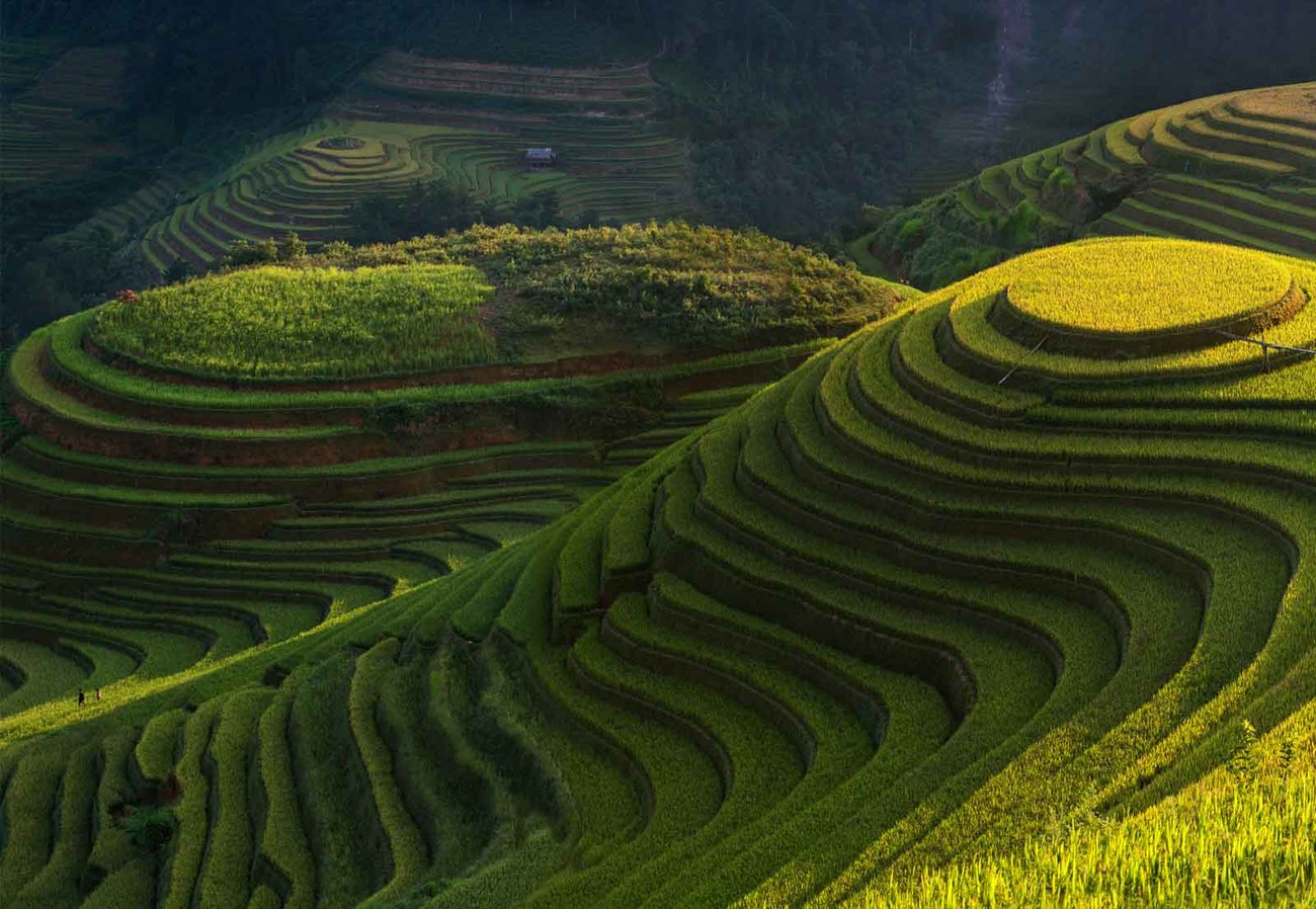 Rice Terrace Wallpapers