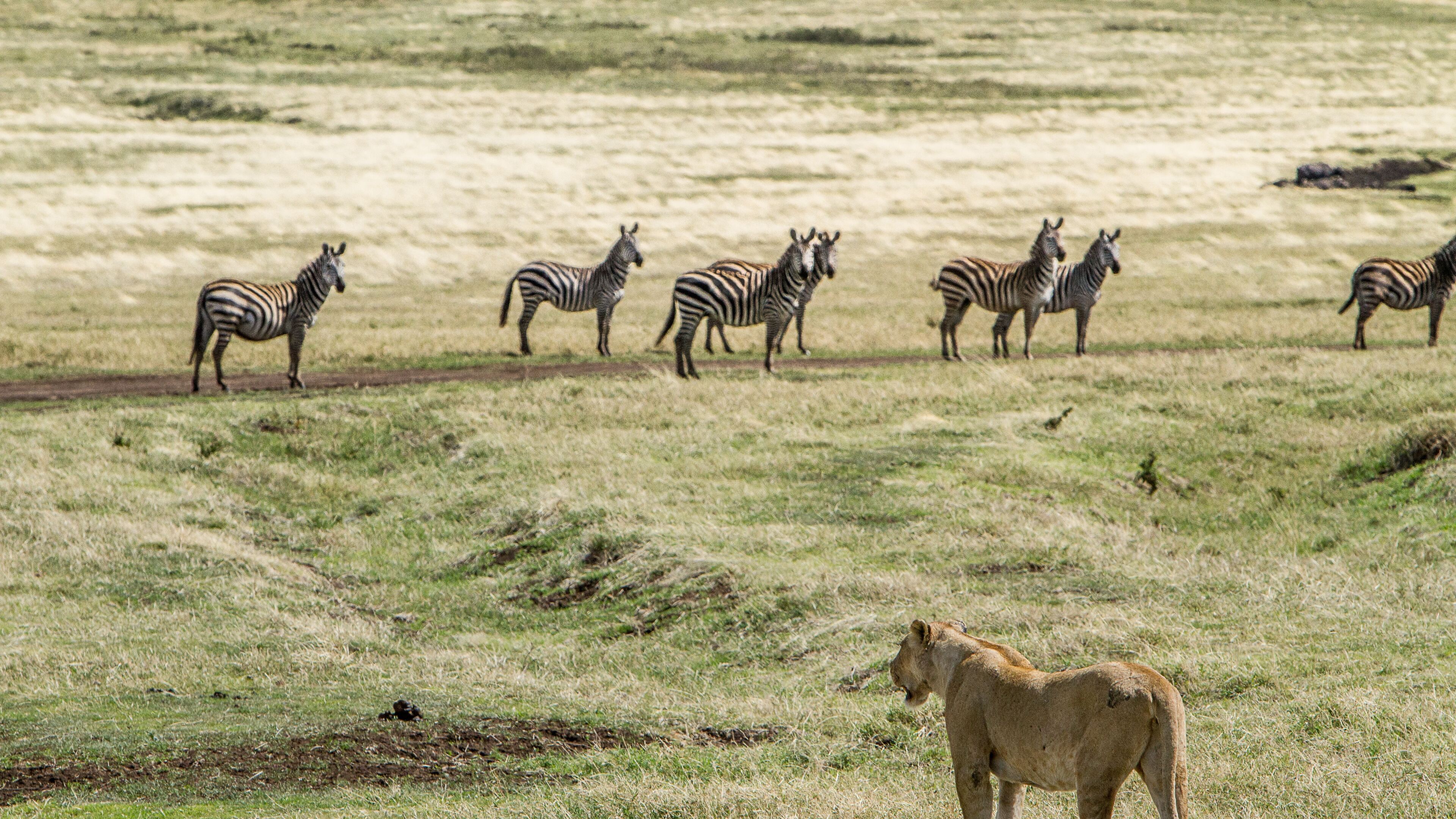 Tanzania Wallpapers