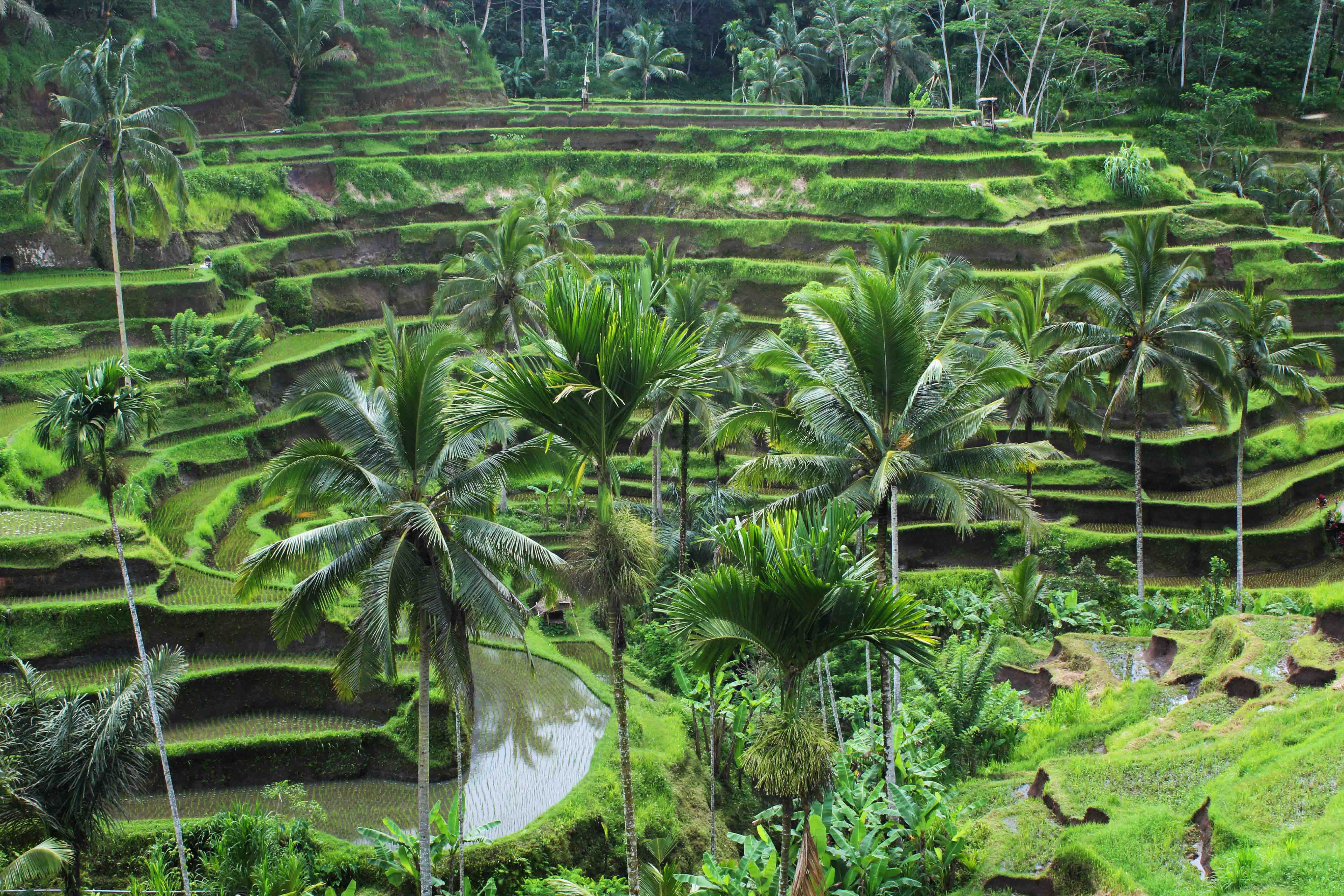 Ubud Wallpapers