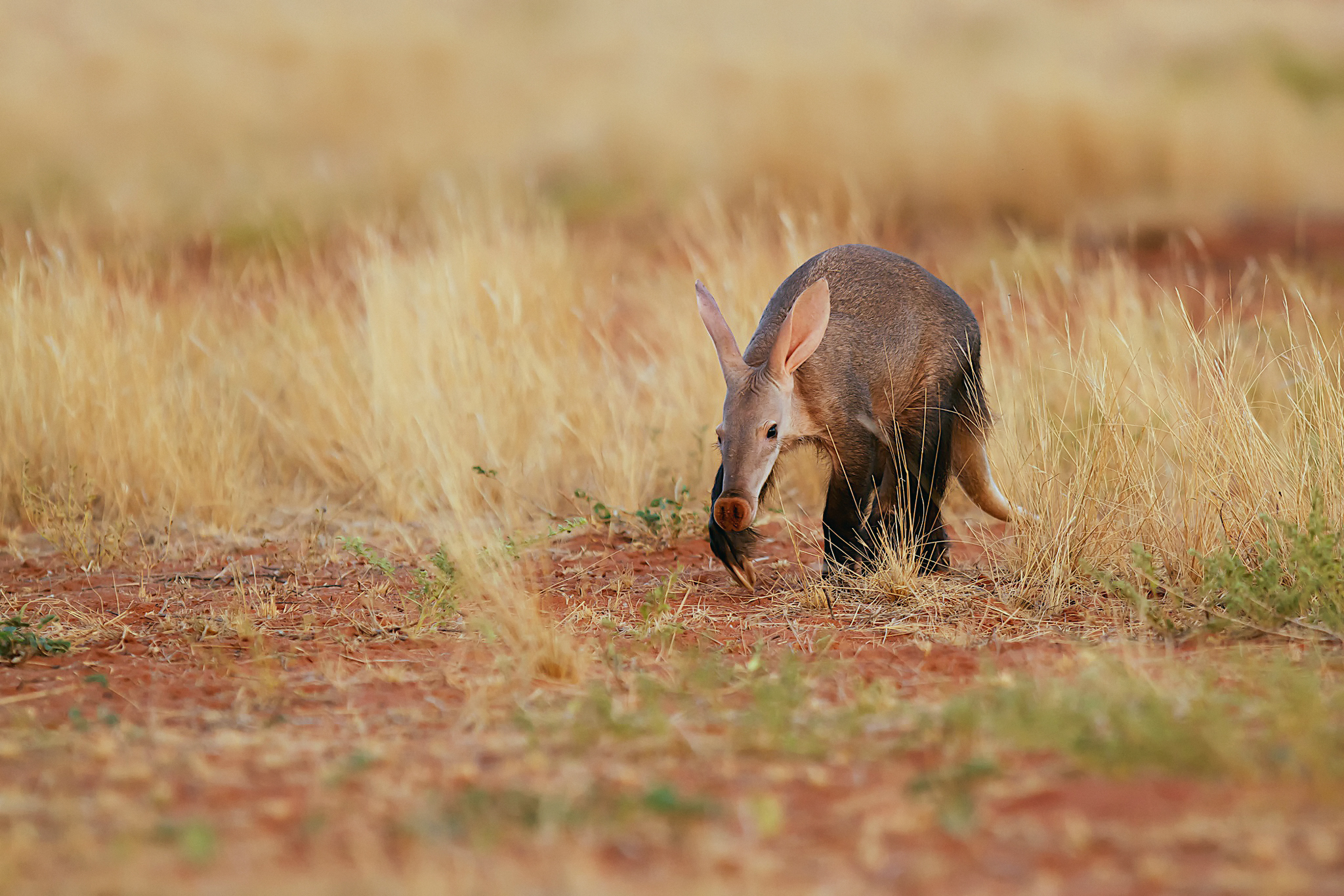 Aardvark Wallpapers