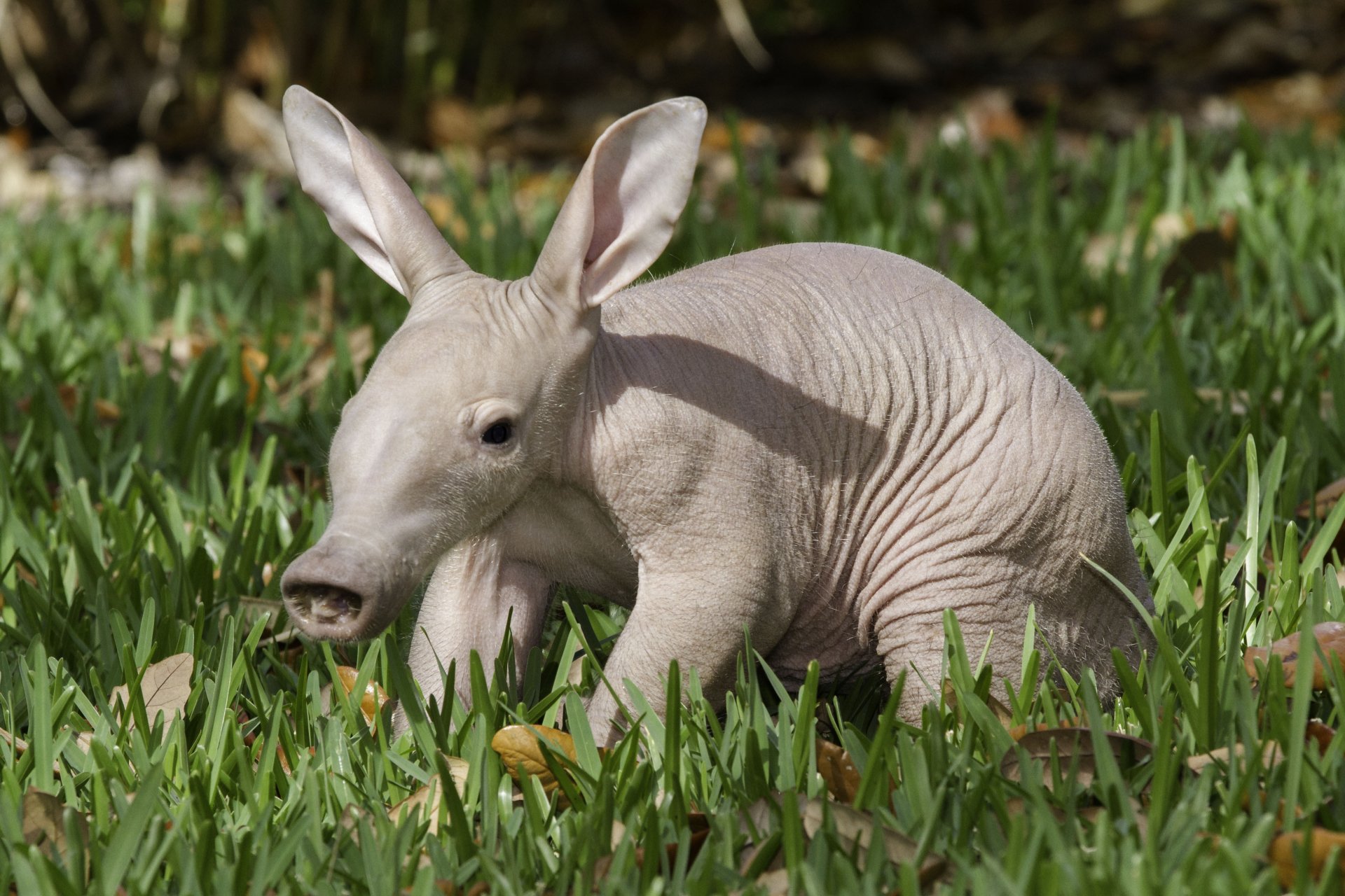 Aardvark Wallpapers