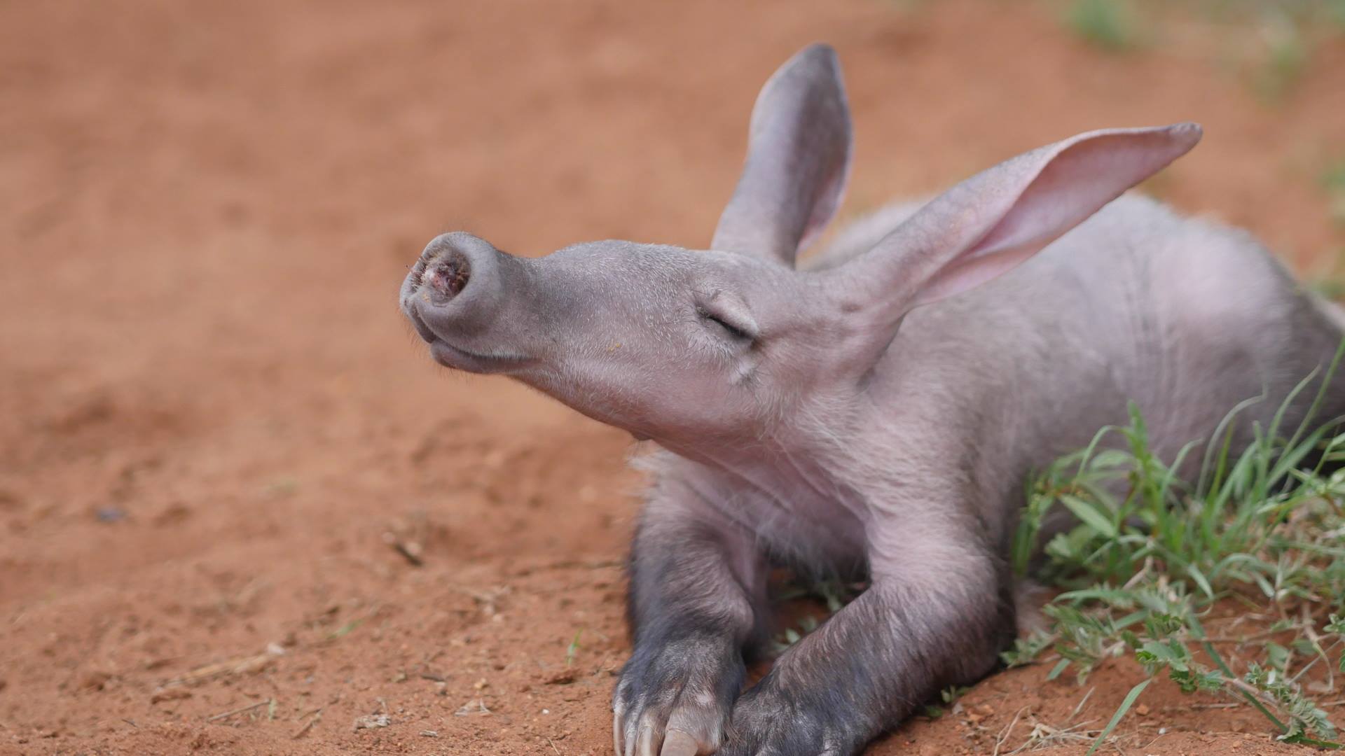 Aardvark Wallpapers