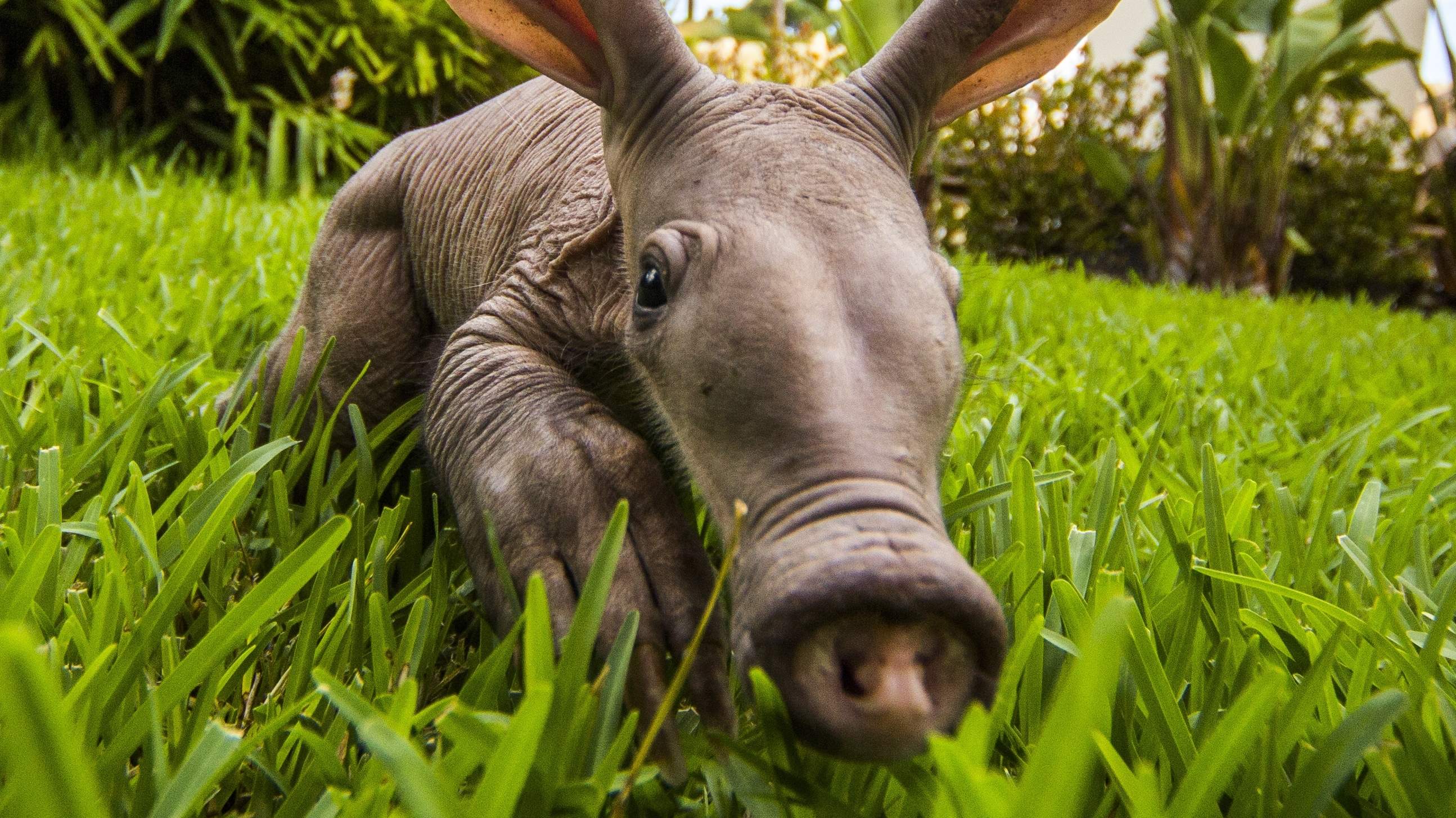 Aardvark Wallpapers