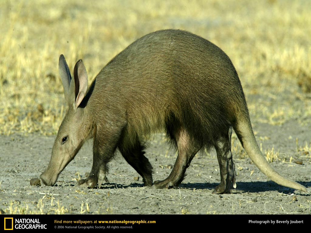 Aardvark Wallpapers