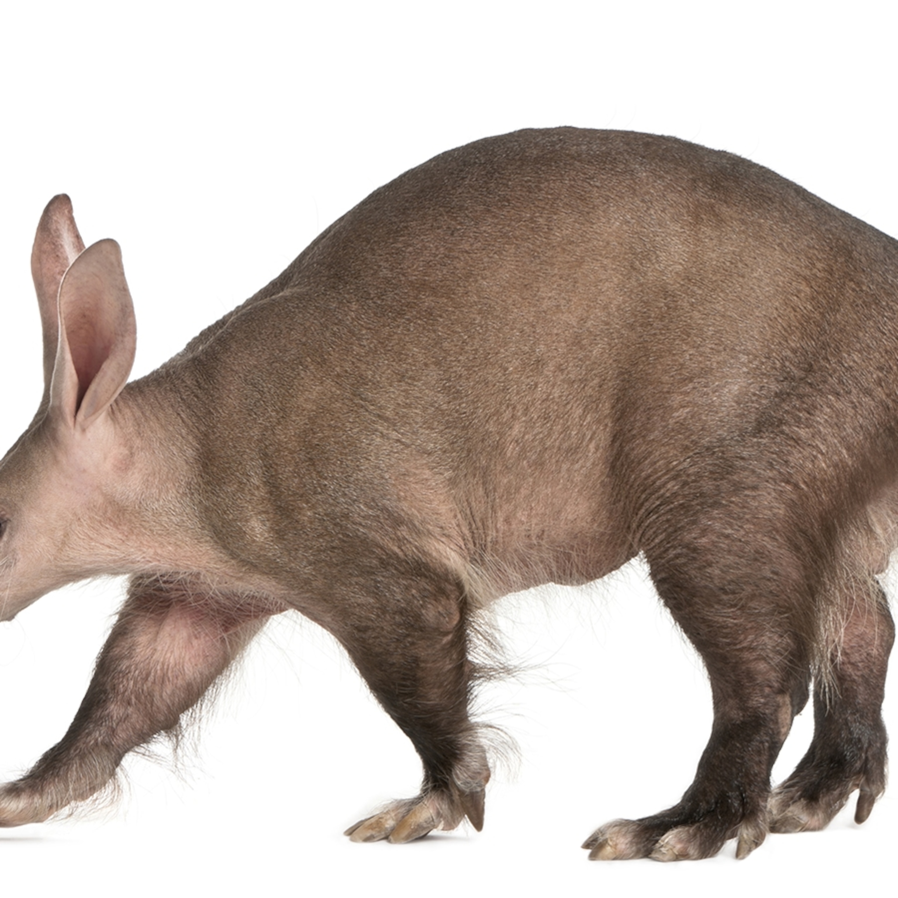 Aardvark Wallpapers