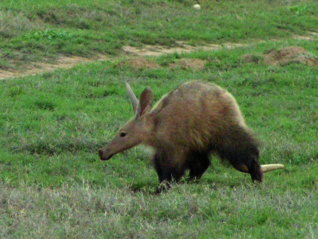 Aardvark Wallpapers