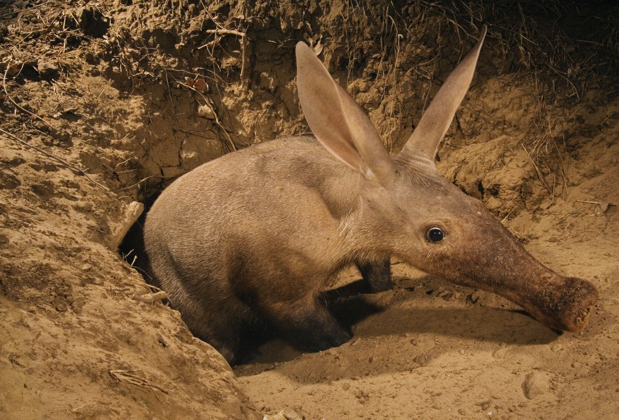 Aardvark Wallpapers