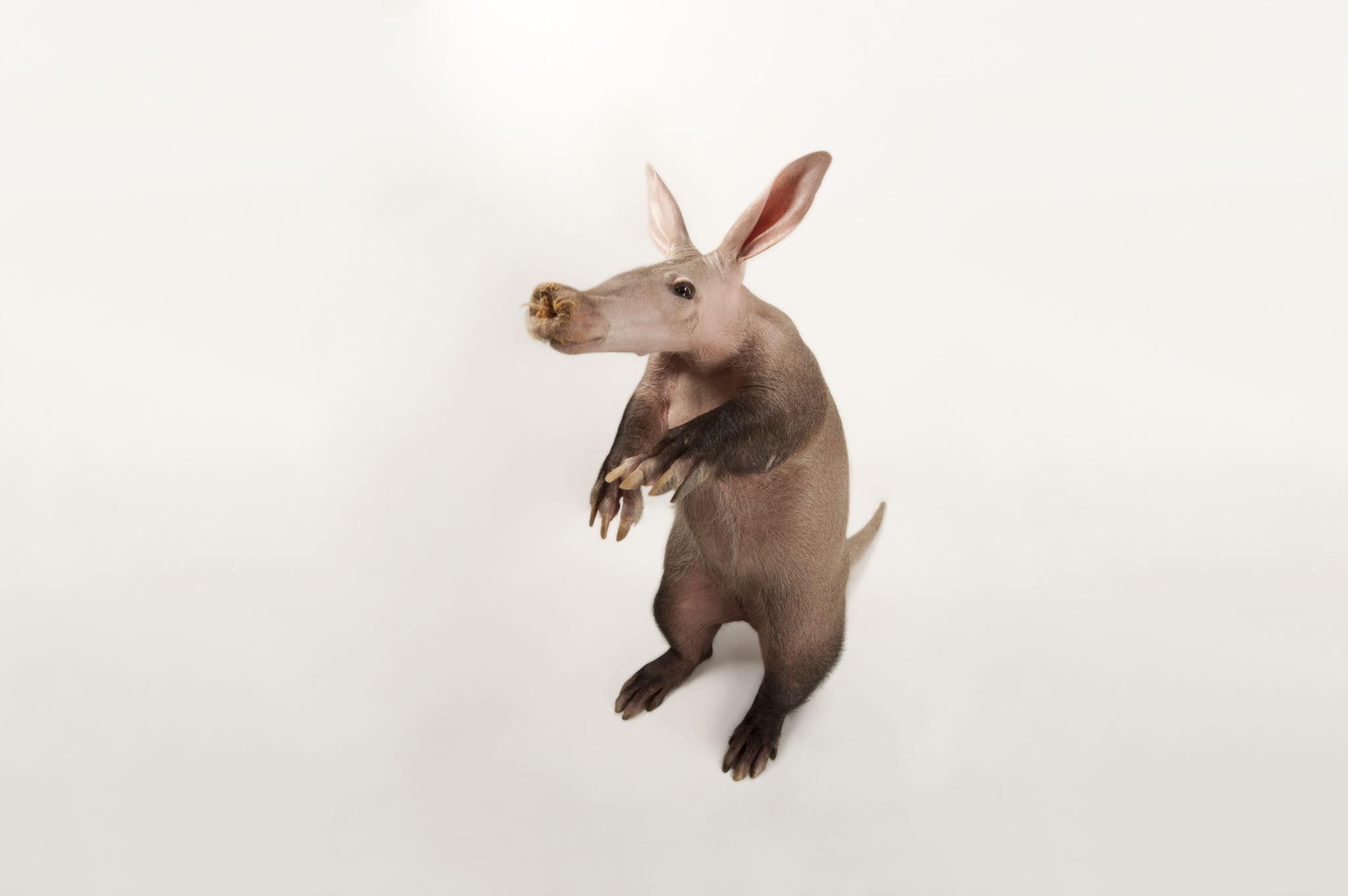 Aardvark Wallpapers