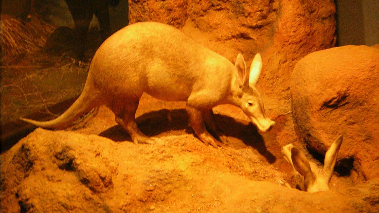 Aardvark Wallpapers