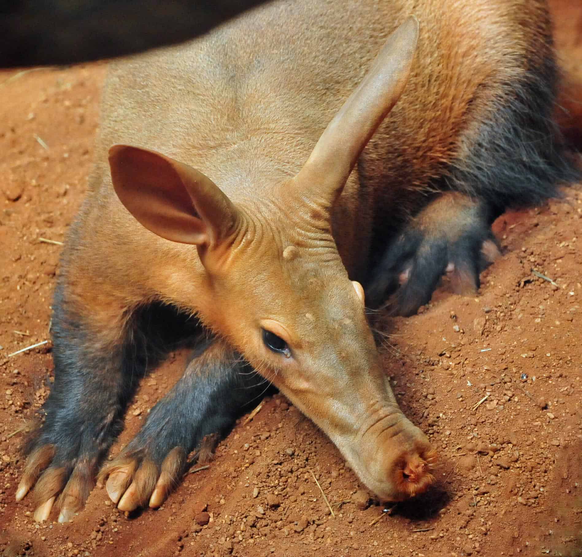 Aardvark Wallpapers