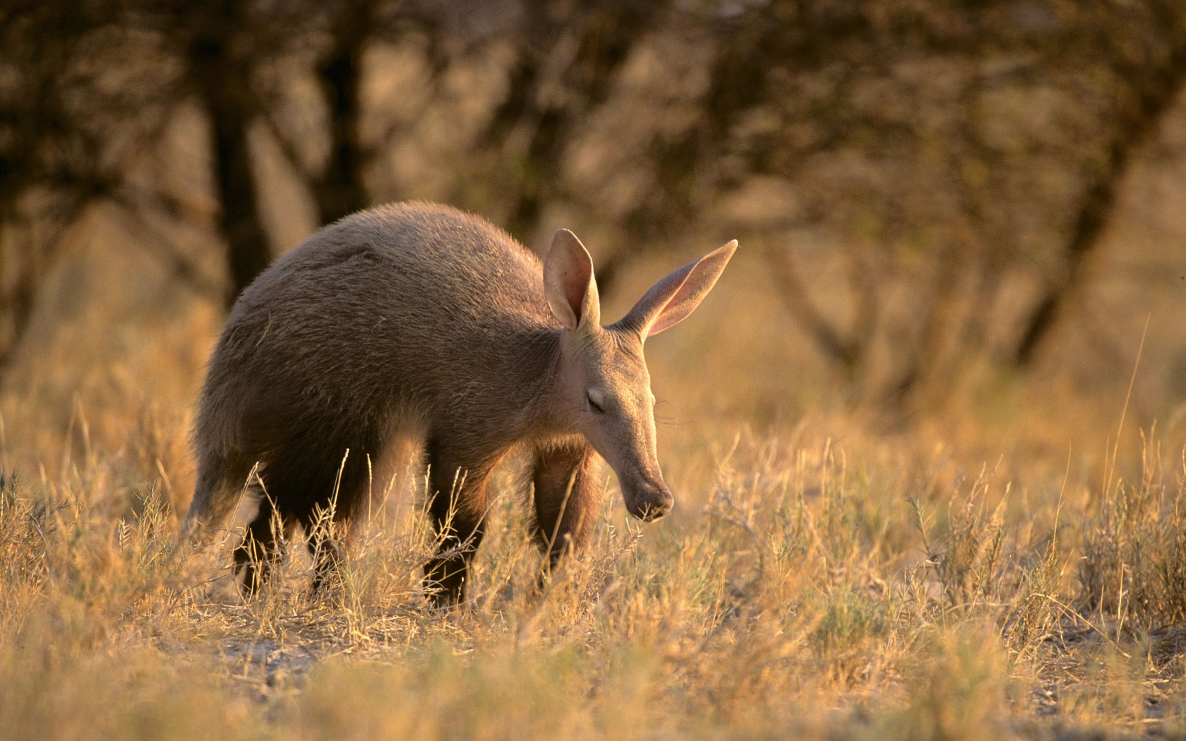 Aardvark Wallpapers