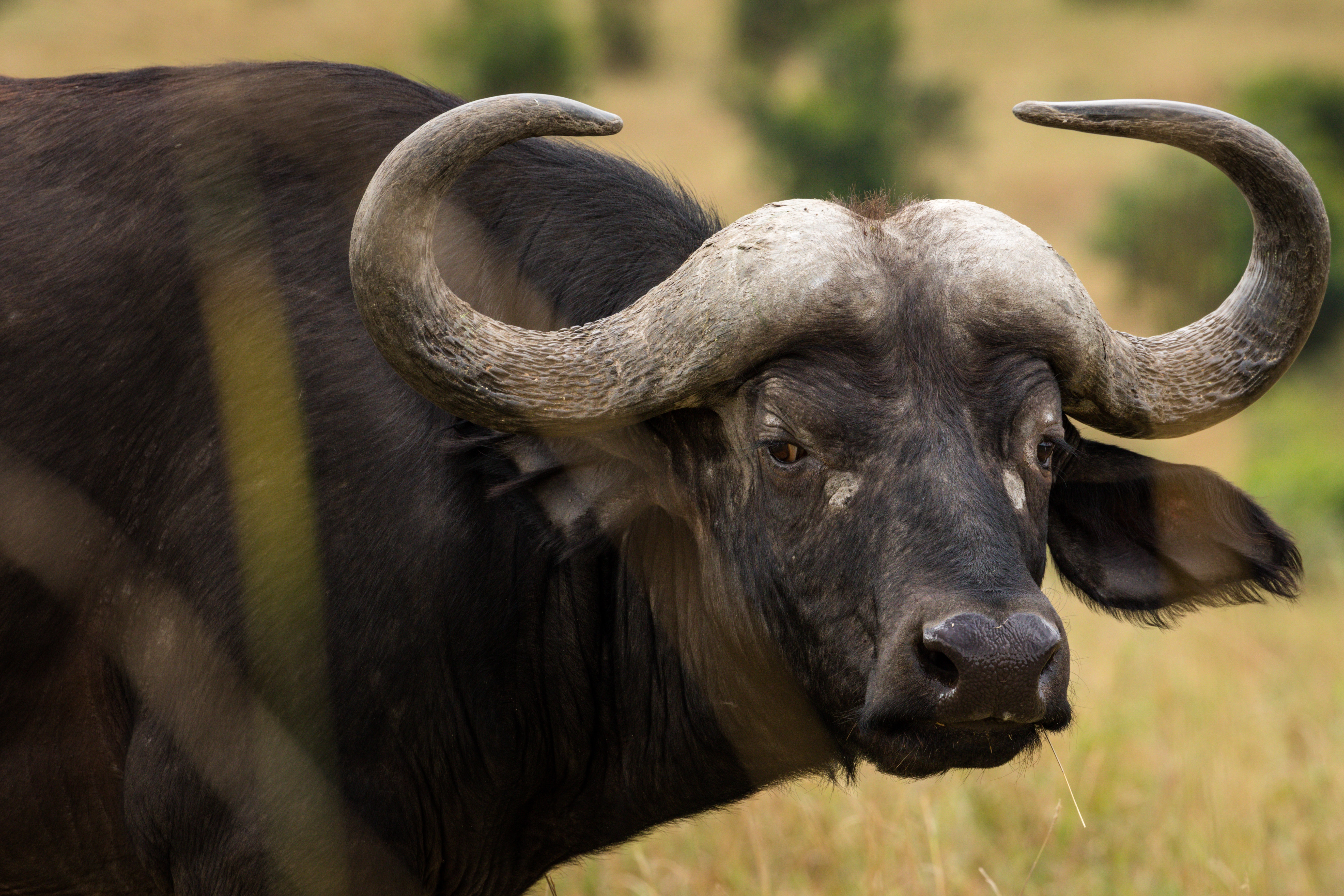 African Buffalo Wallpapers