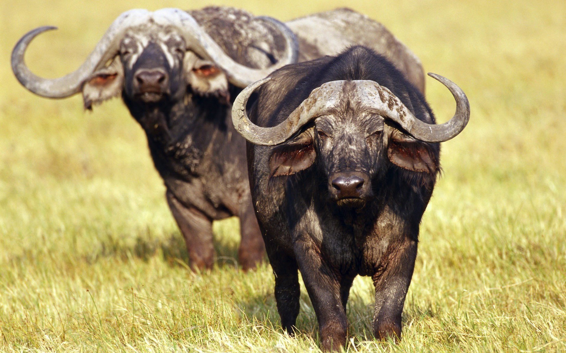 African Buffalo Wallpapers