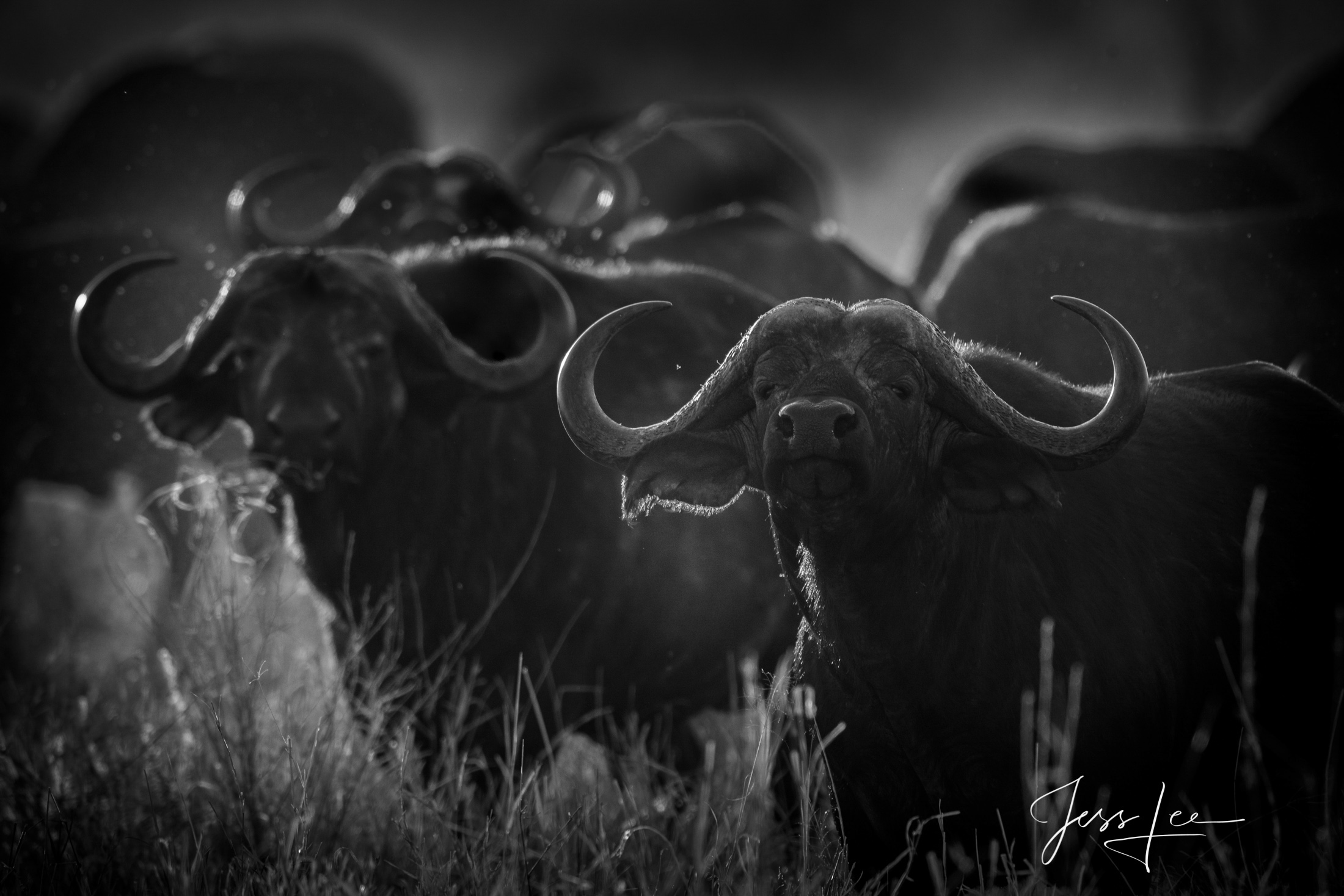 African Buffalo Wallpapers