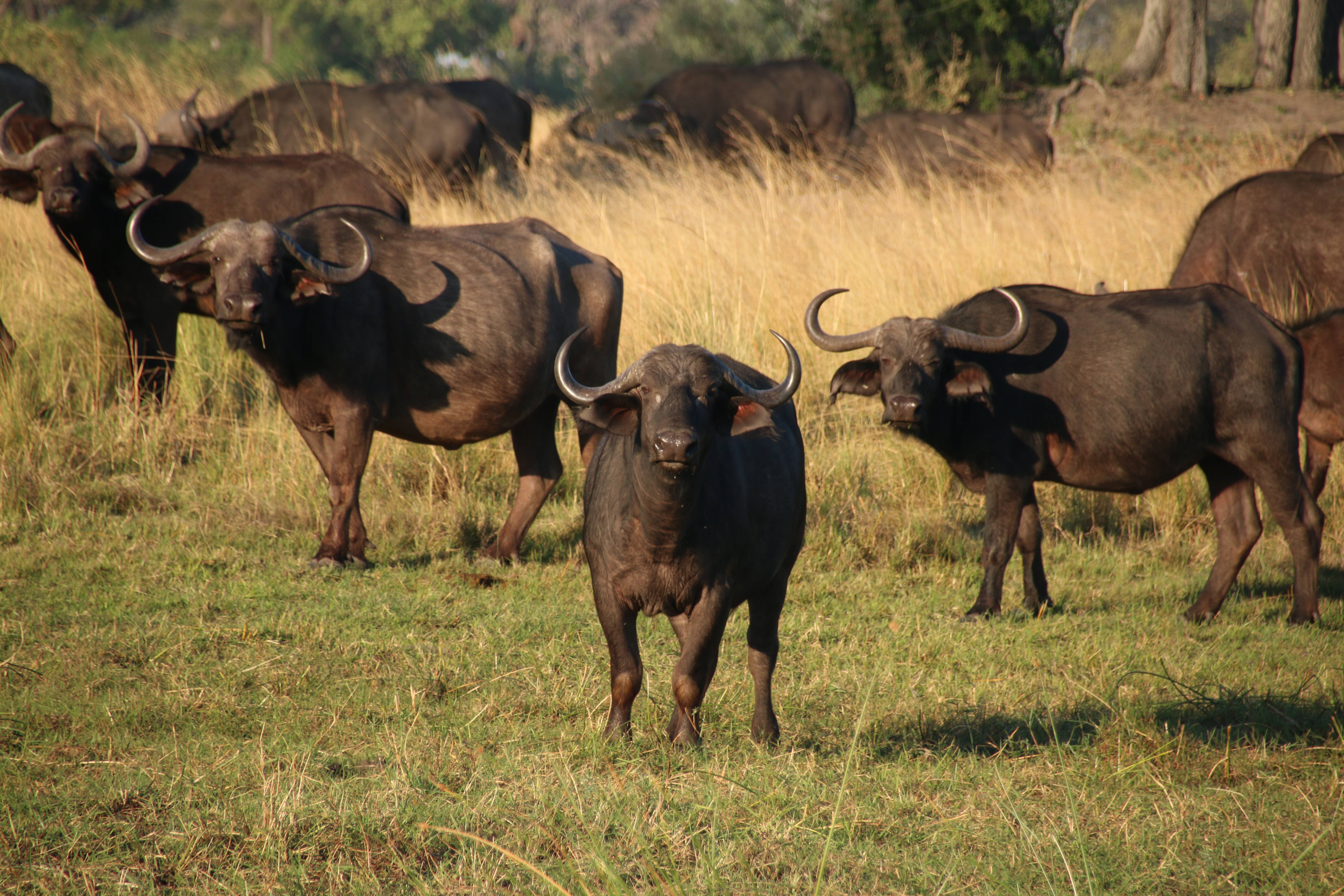 African Buffalo Wallpapers