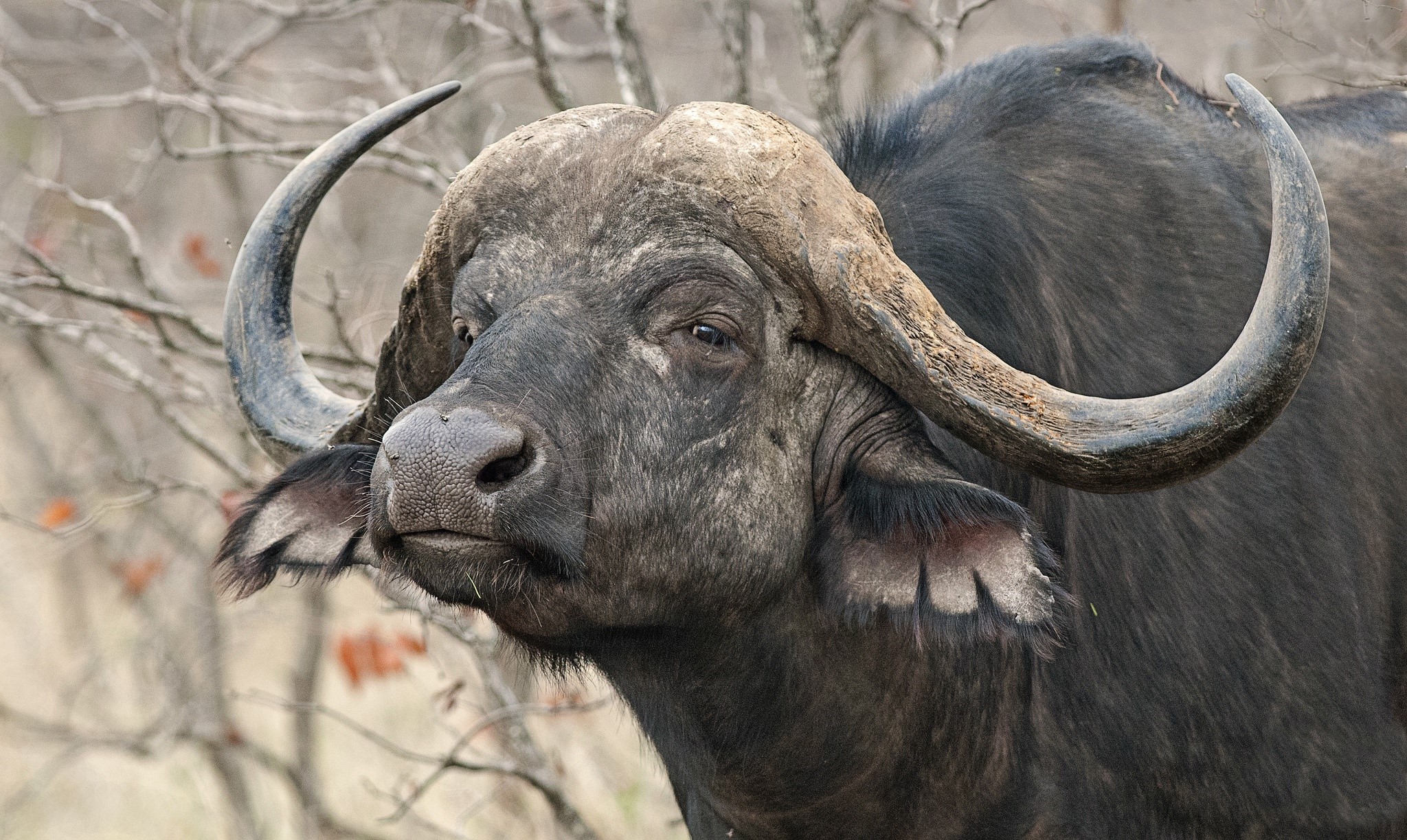 African Buffalo Wallpapers