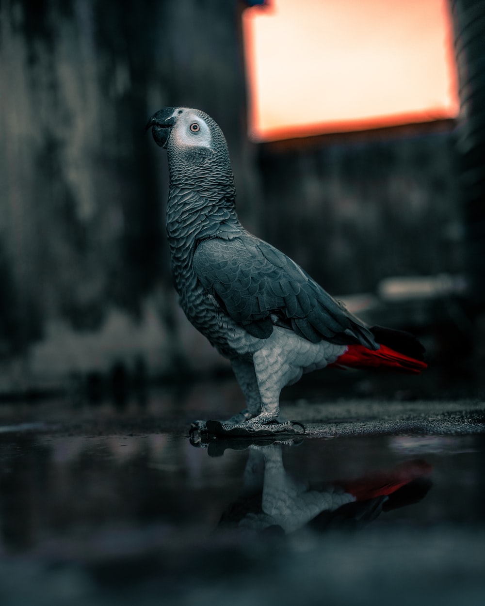 African Grey Parrot Wallpapers