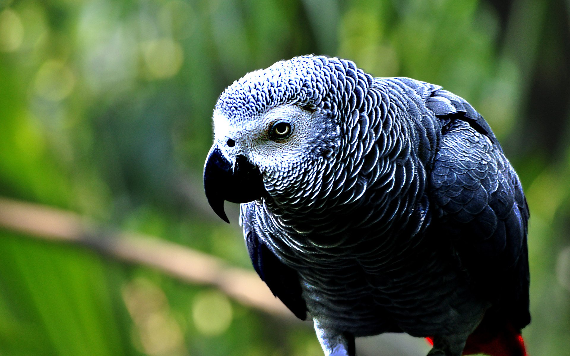 African Grey Parrot Wallpapers