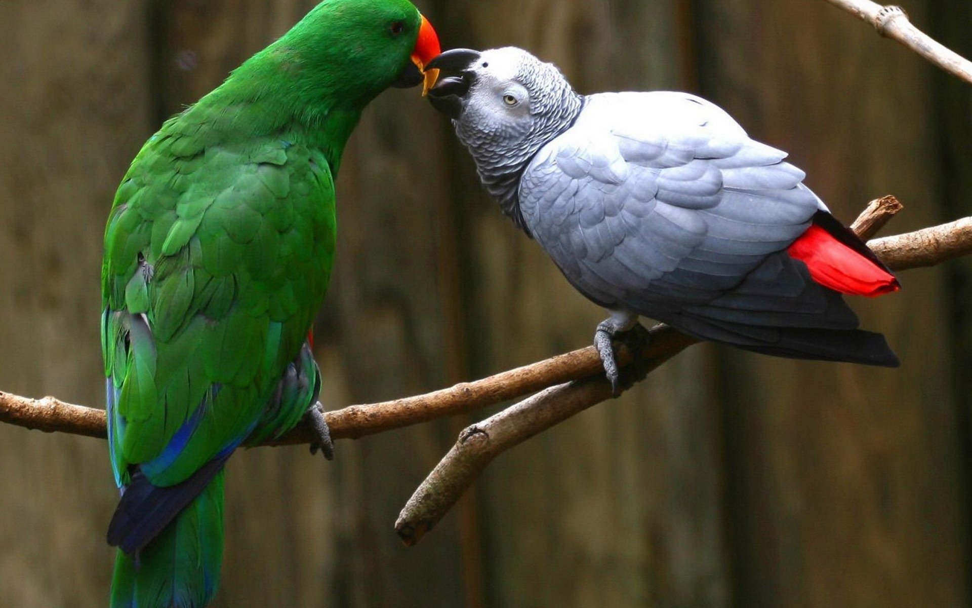 African Grey Parrot Wallpapers