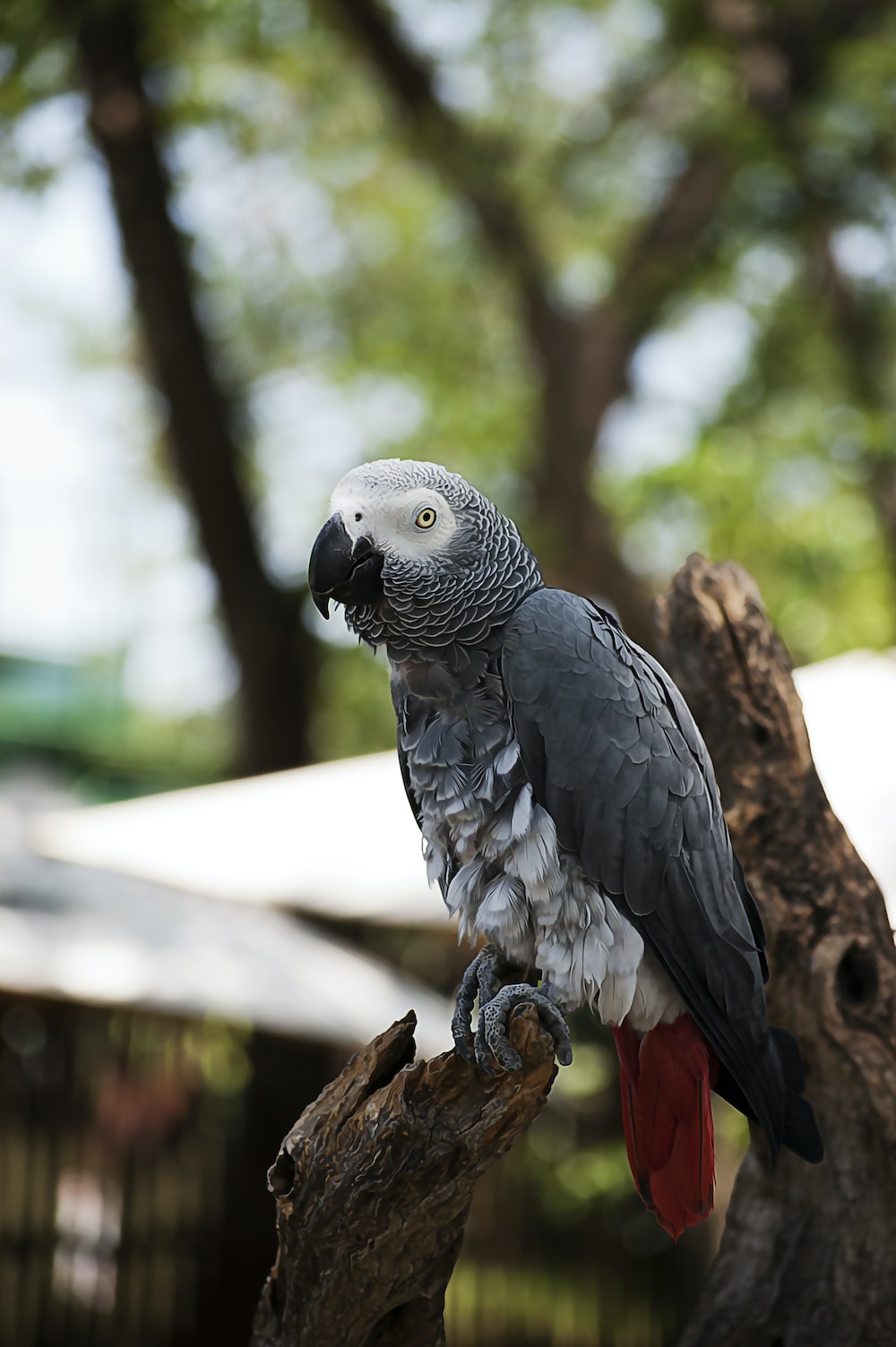 African Grey Parrot Wallpapers