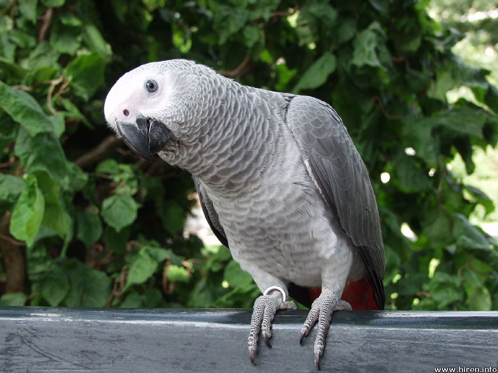 African Grey Parrot Wallpapers