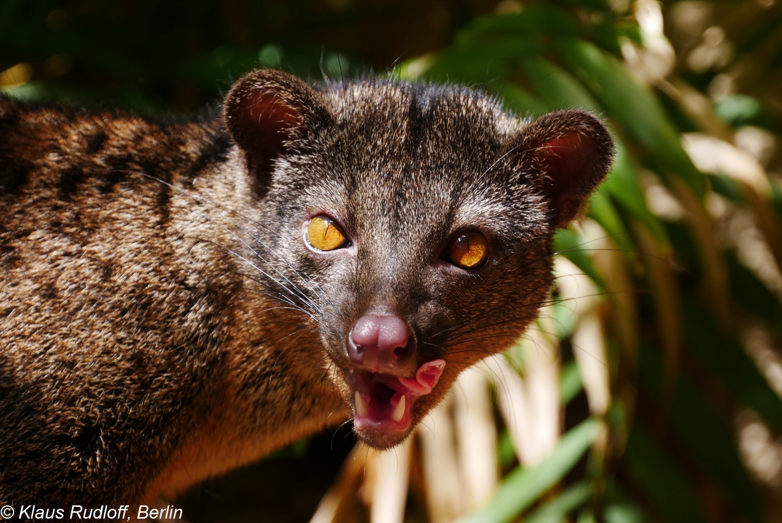 African Palm Civet Wallpapers