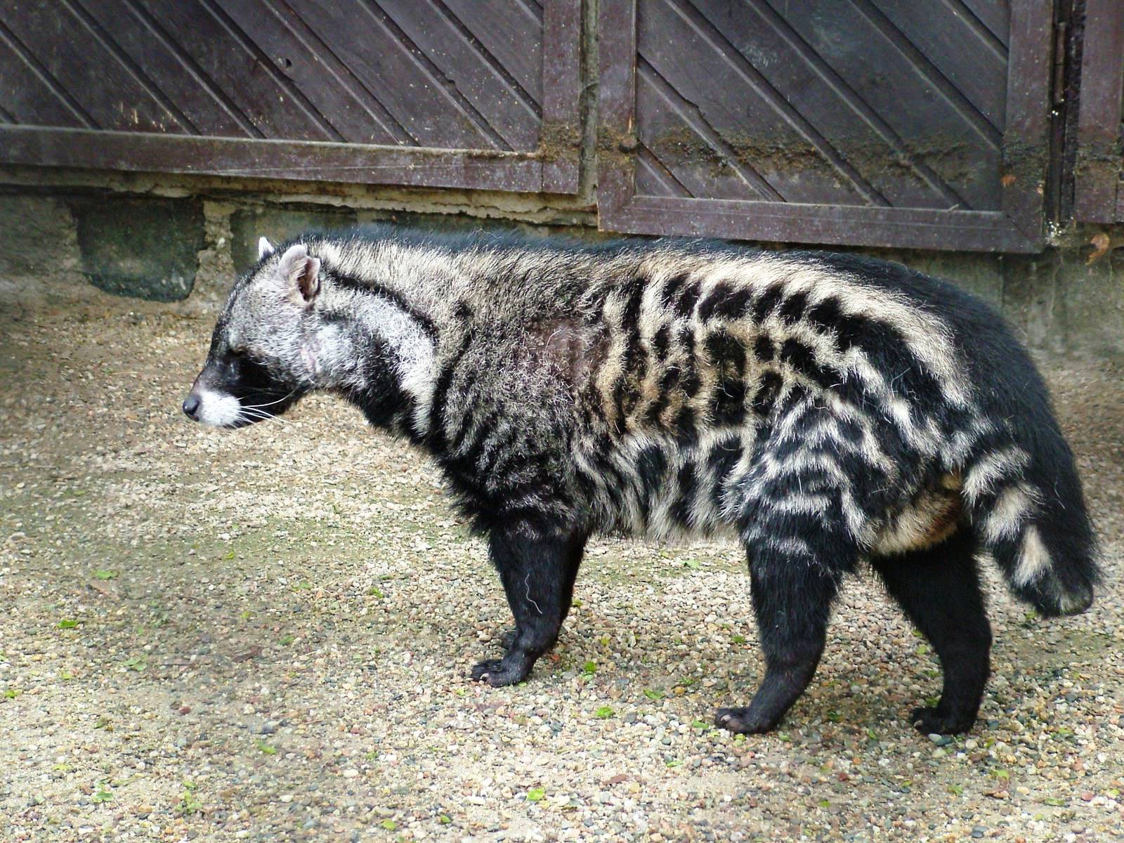 African Palm Civet Wallpapers