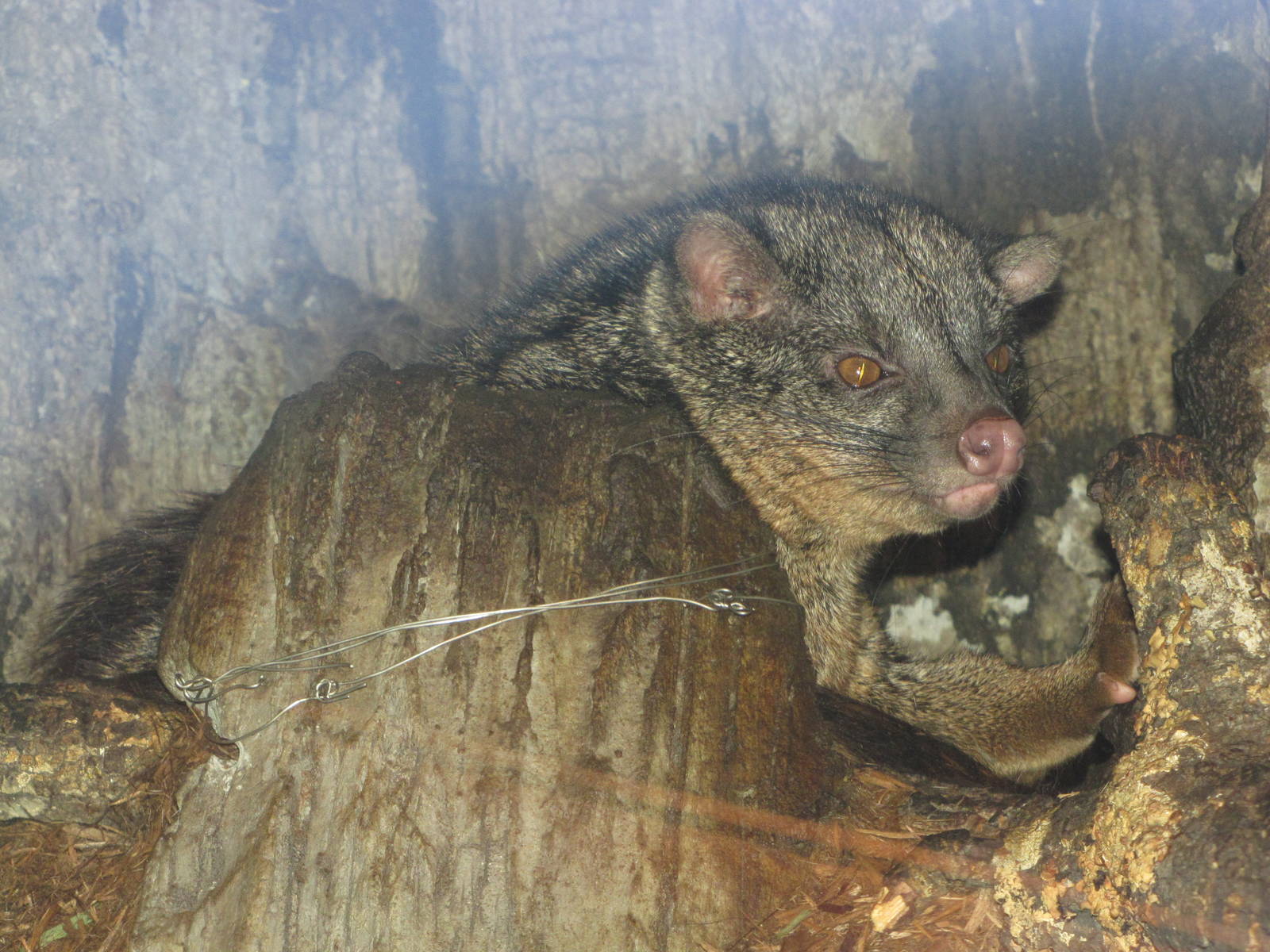 African Palm Civet Wallpapers