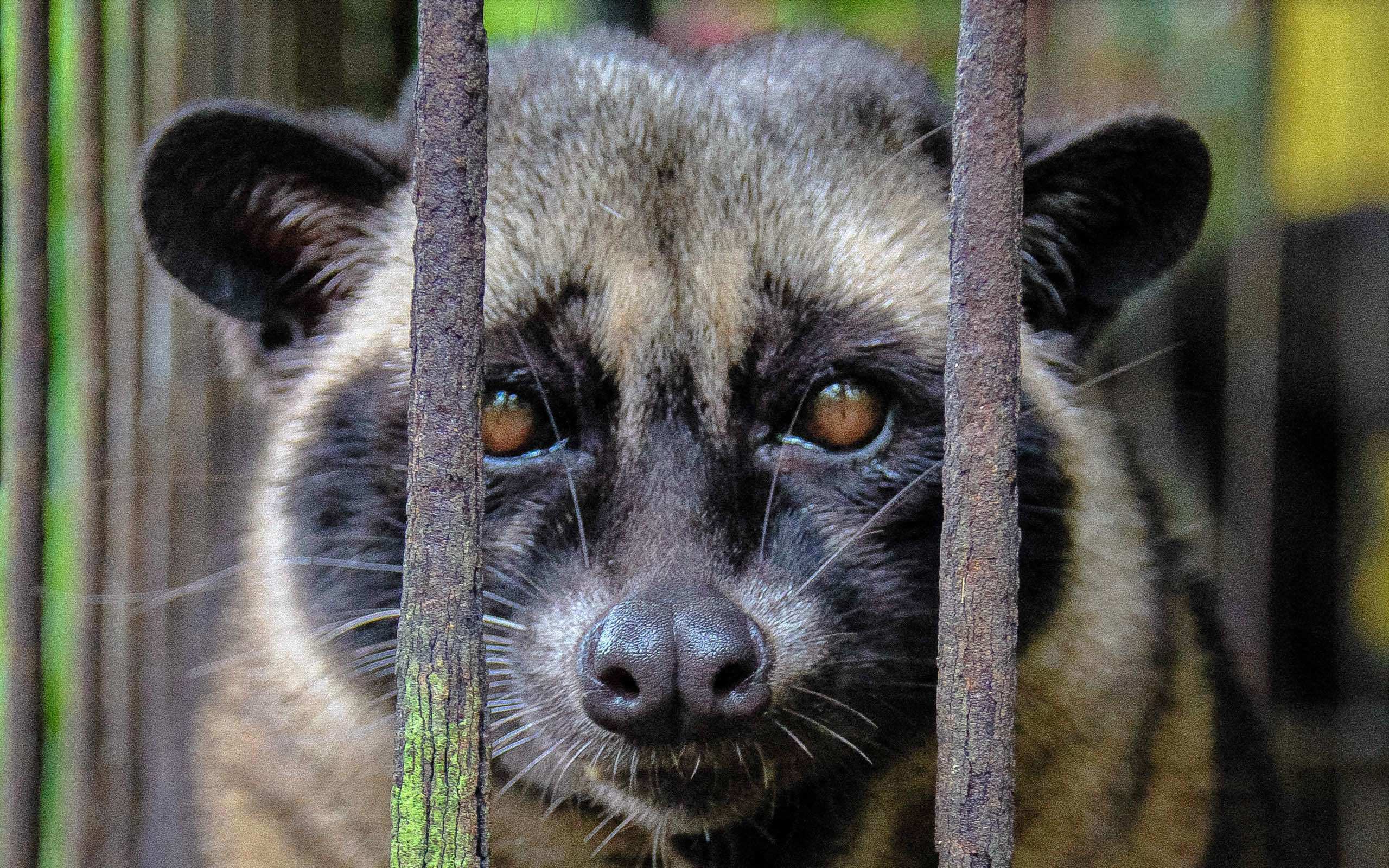 African Palm Civet Wallpapers