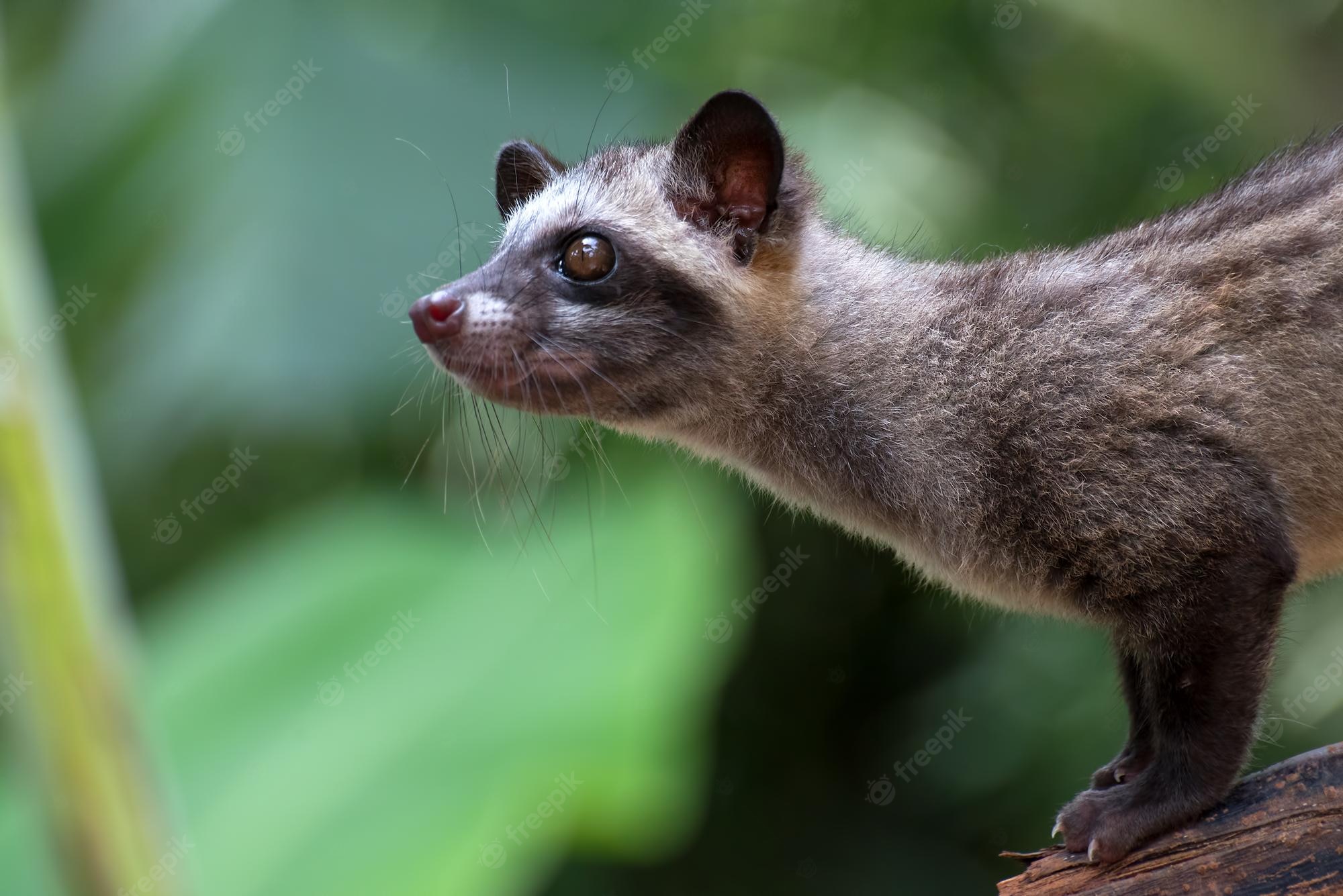 African Palm Civet Wallpapers