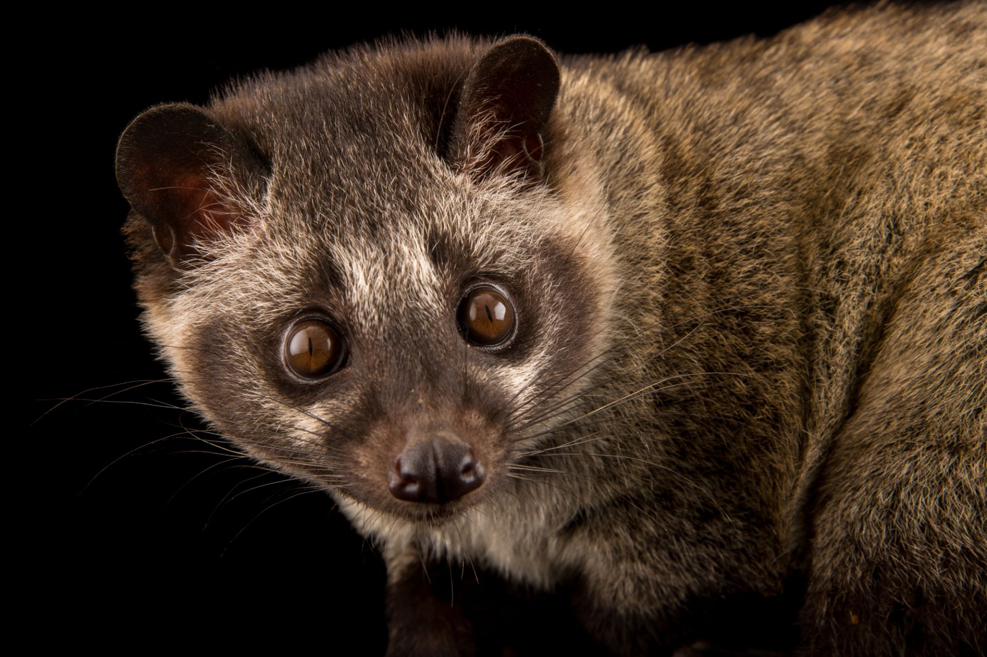 African Palm Civet Wallpapers