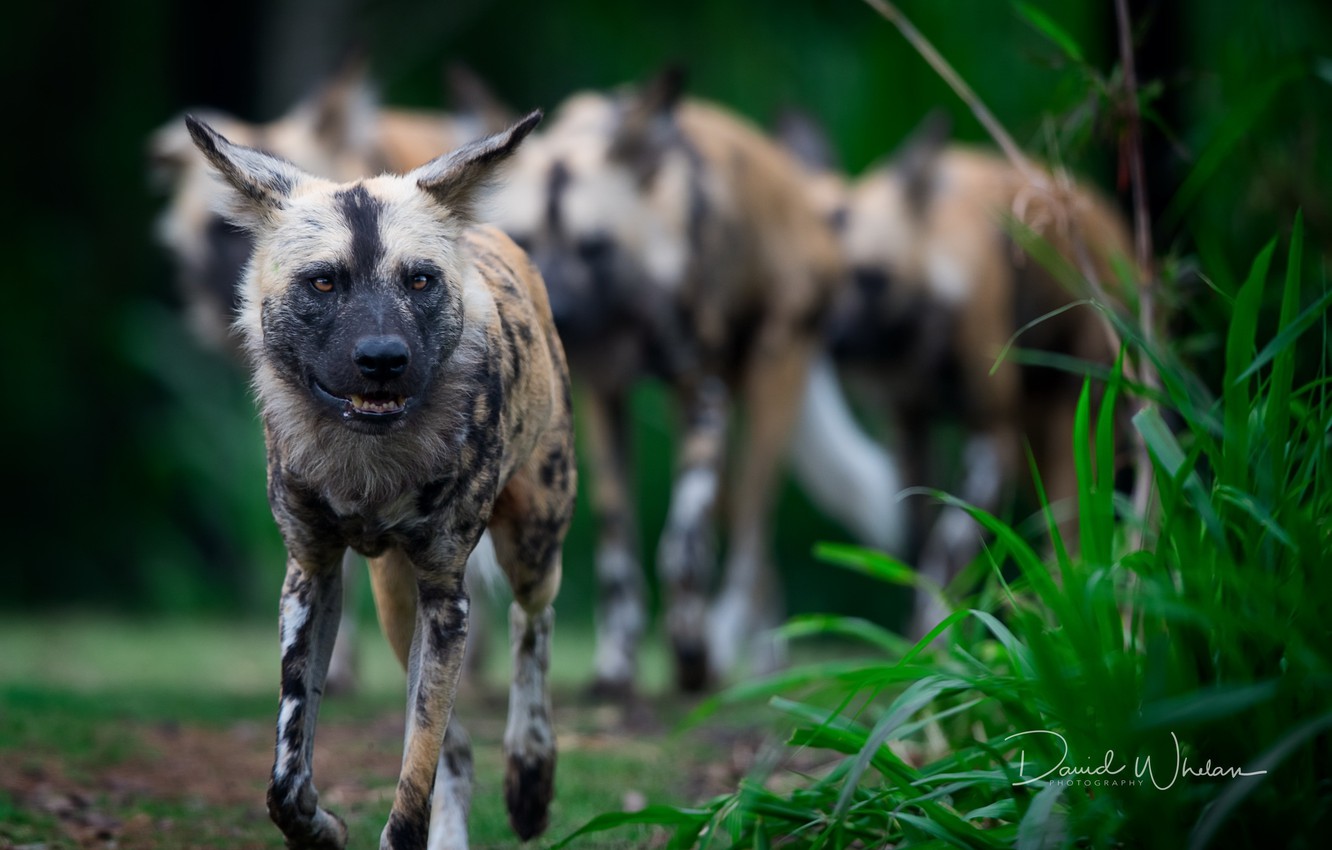 African Wild Dog Wallpapers