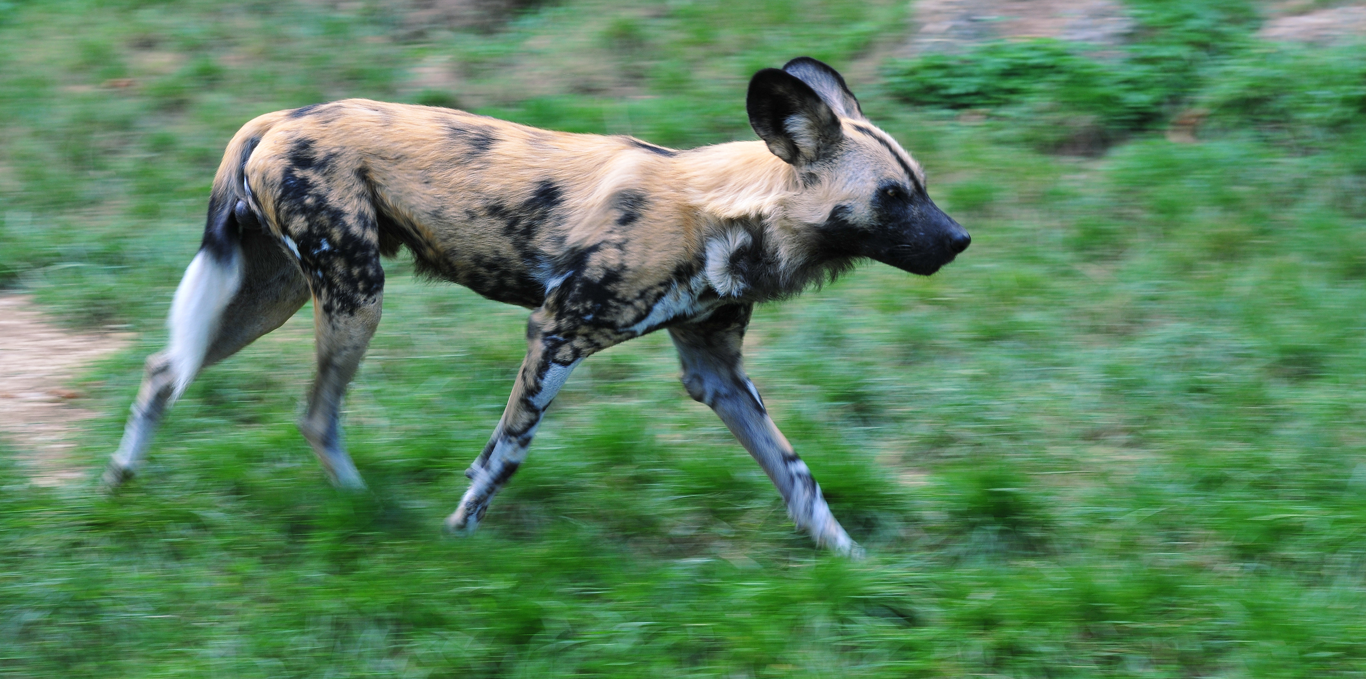 African Wild Dog Wallpapers