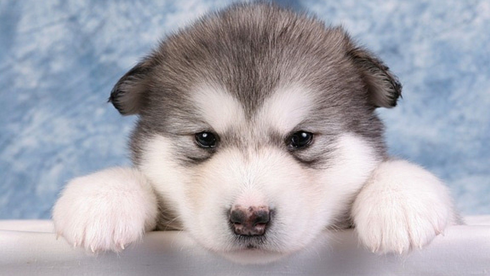 Alaskan Malamute Wallpapers