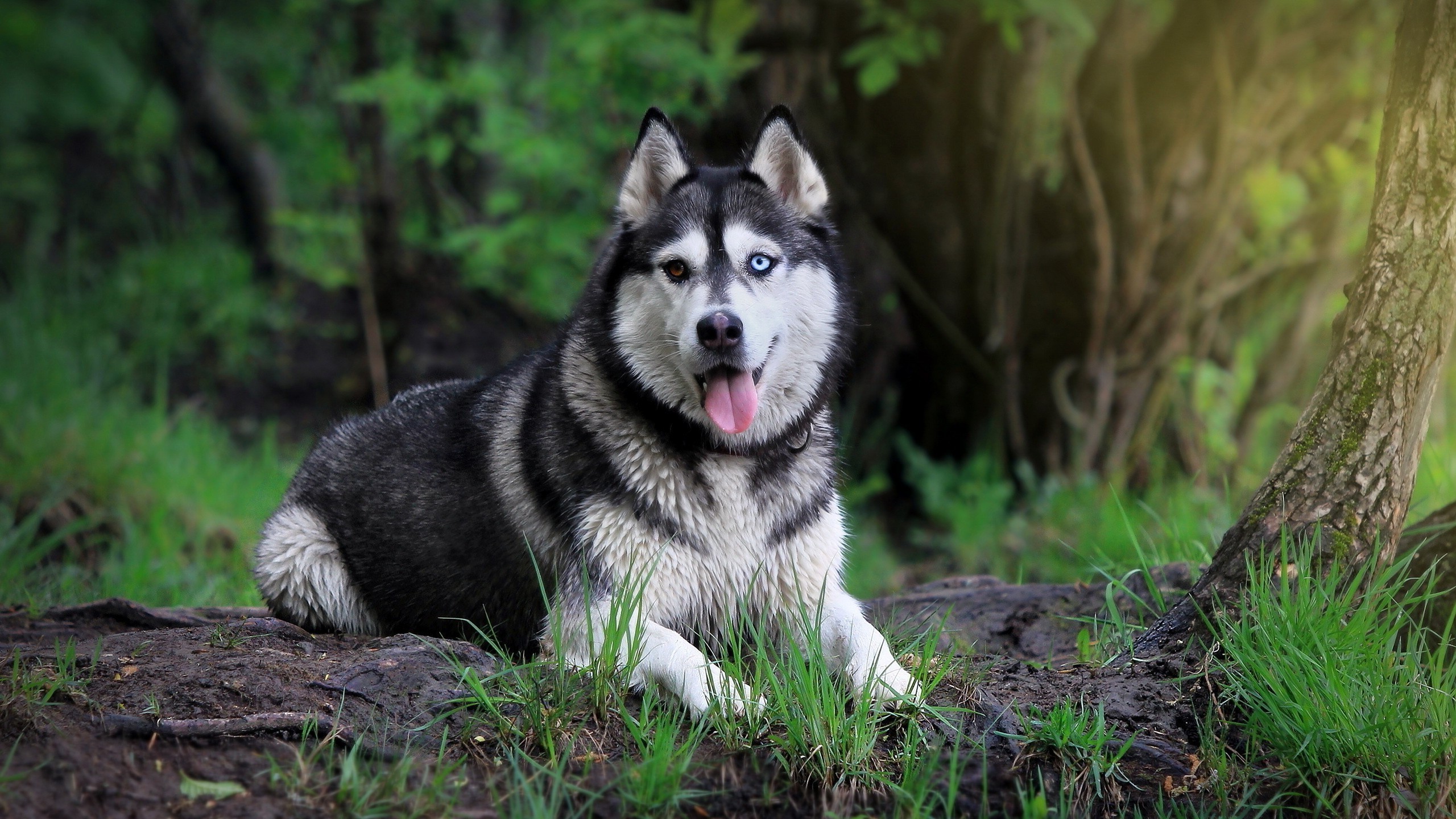 Alaskan Malamute Wallpapers