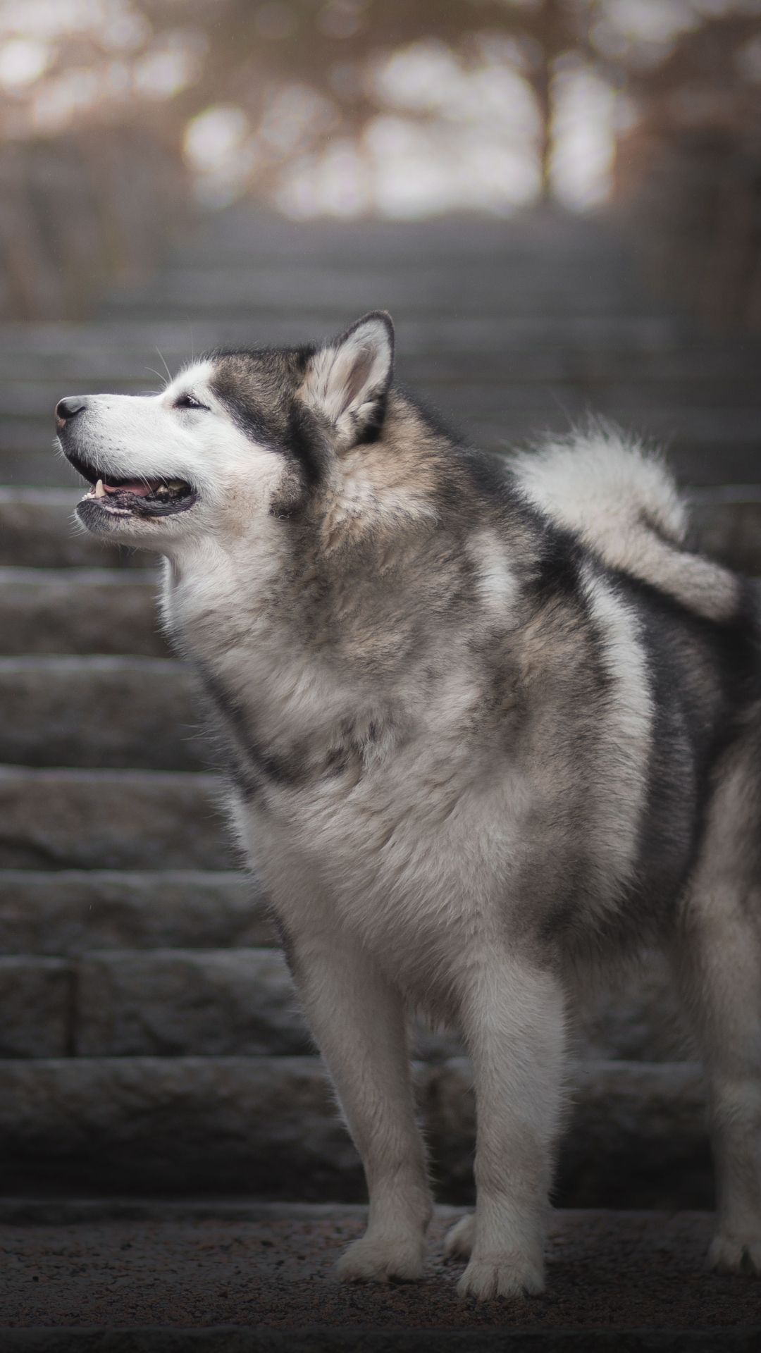 Alaskan Malamute Wallpapers