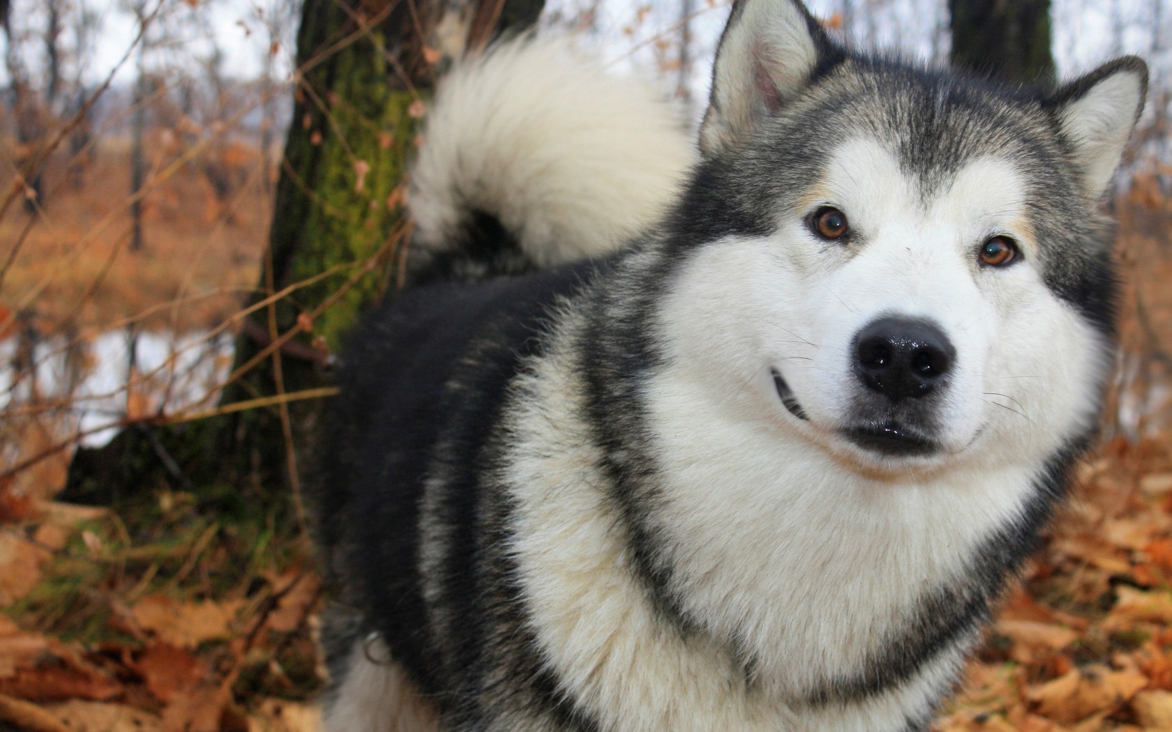 Alaskan Malamute Wallpapers