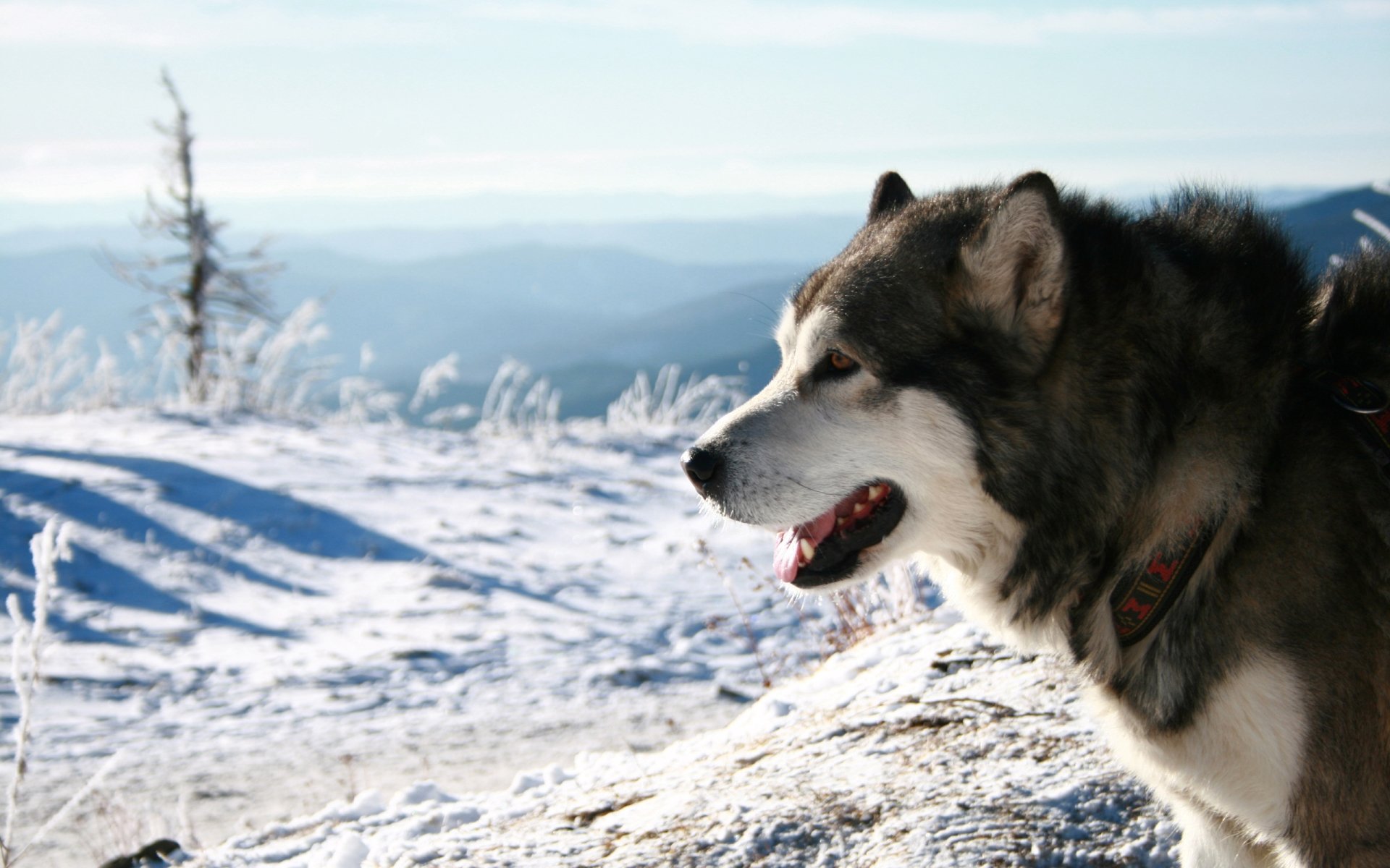 Alaskan Malamute Wallpapers