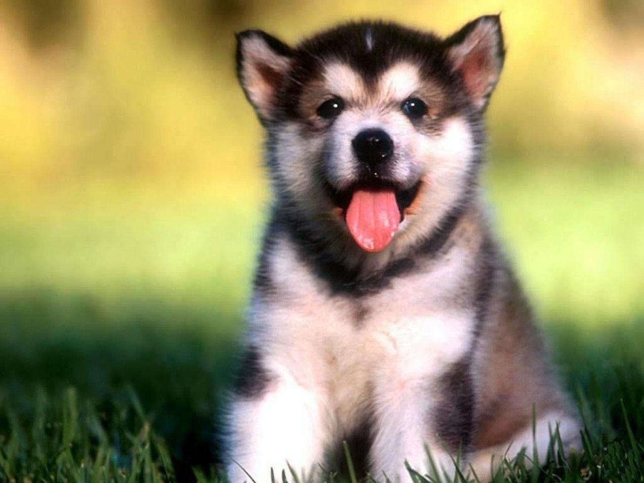 Alaskan Malamute Wallpapers