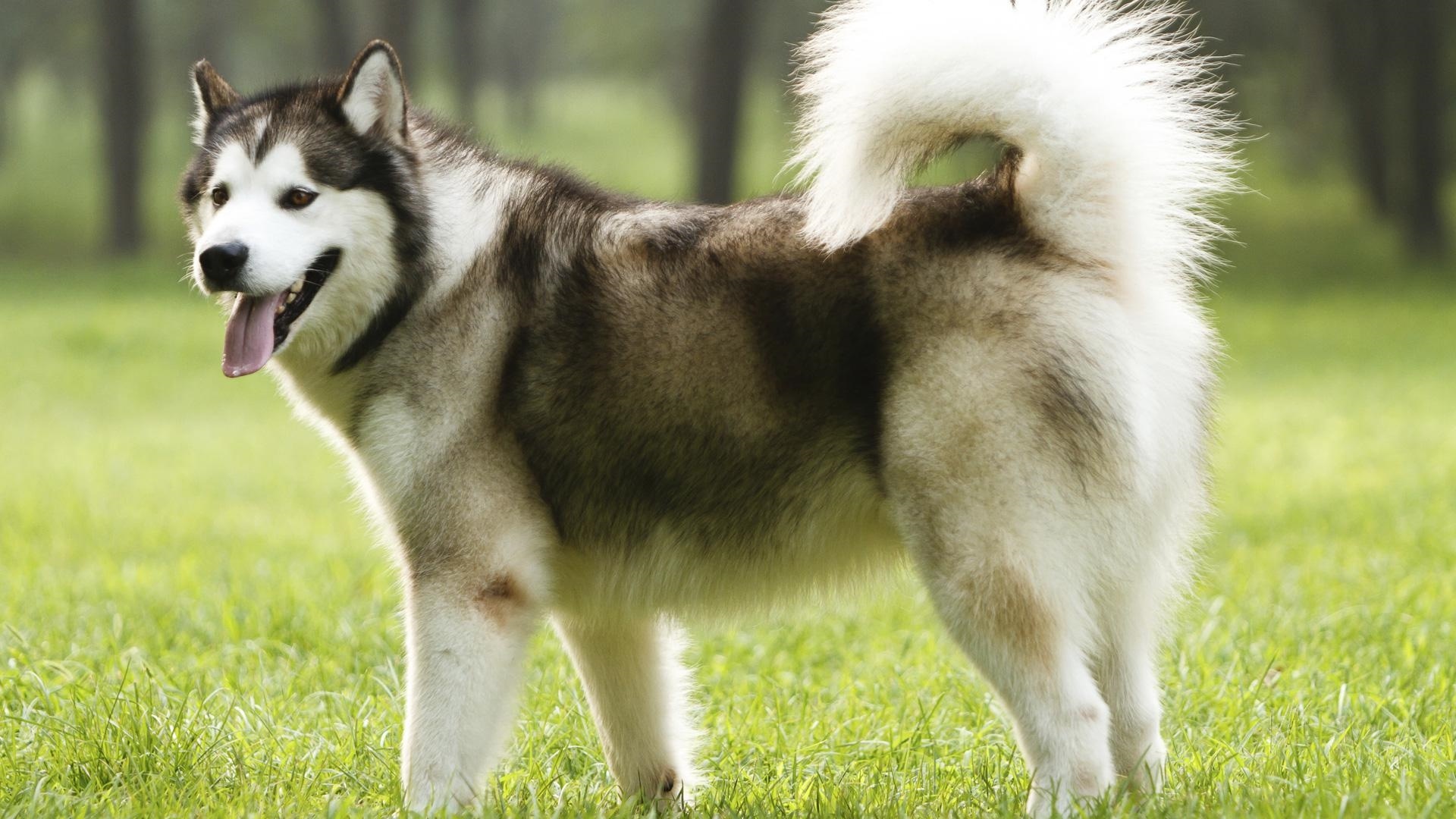 Alaskan Malamute Wallpapers