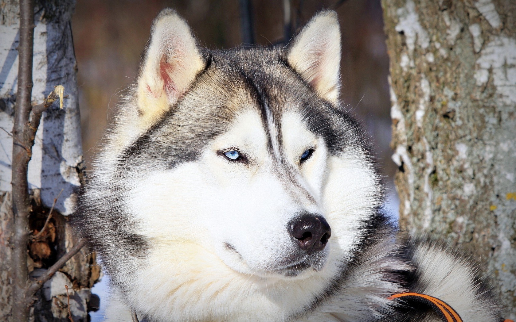 Alaskan Malamute Wallpapers